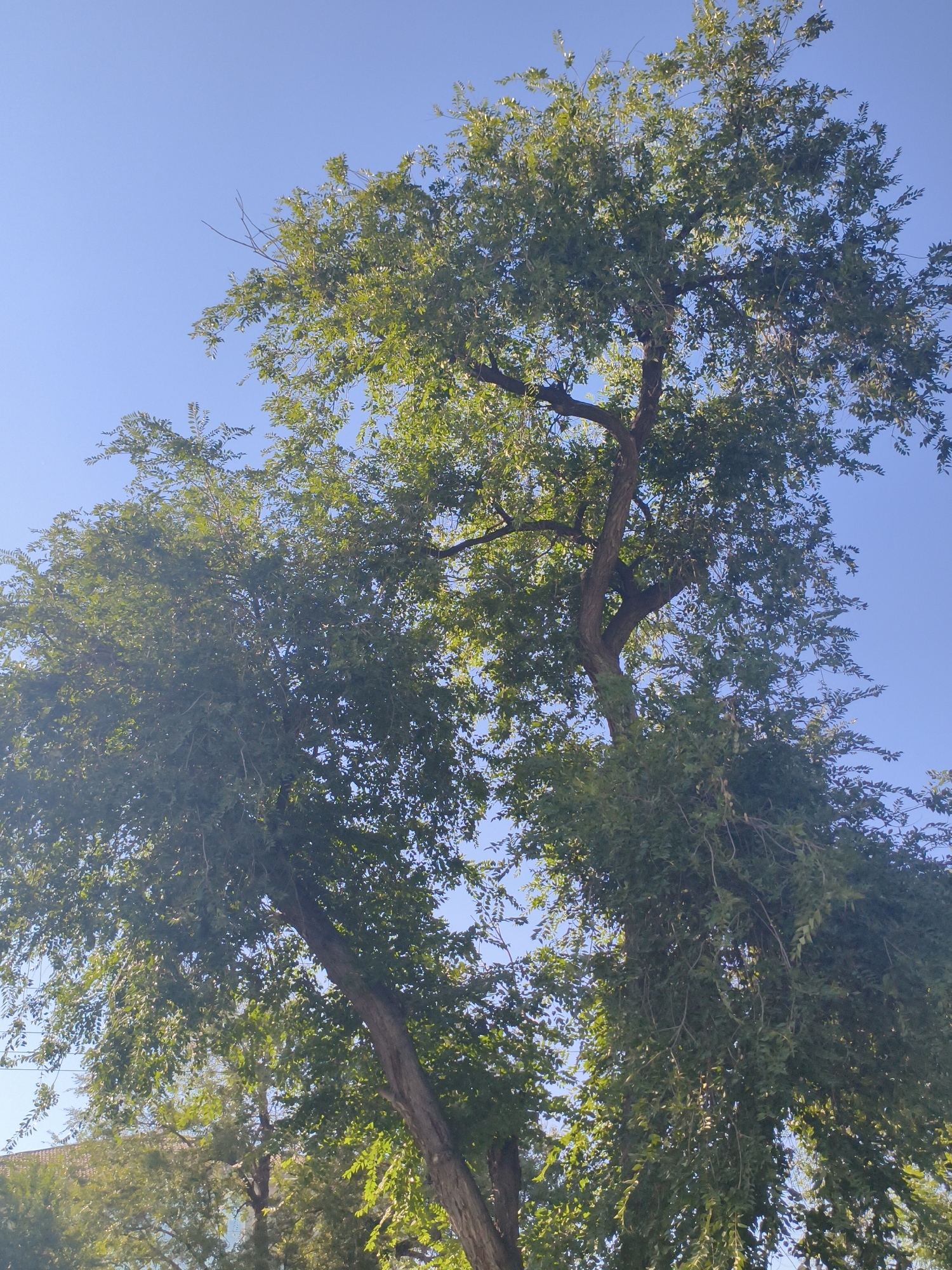A full-frame, vertical shot captures a large, leafy tree against a clear blue sky. The tree's branches, some thick and woody, others slender and covered in small green leaves, dominate the frame. The leaves are dense in some areas, creating a lush canopy, while other sections are more sparse, allowing the sky to show through. Sunlight filters through the leaves, creating highlights and shadows. In the lower left portion of the image, the top of a building with a tiled roof is visible, suggesting an urban environment. The image's perspective is looking upwards towards the sky, emphasizing the height and spread of the tree. The scene suggests a bright, sunny day in Taraz city administration, Kazakhstan.