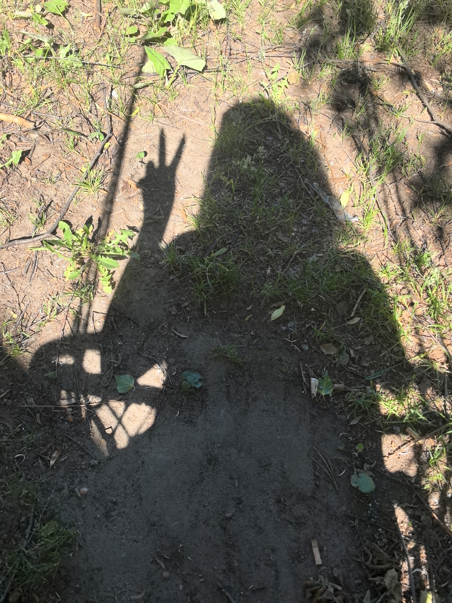 A shadow of a person is cast on the ground. The shadow is making a peace sign with their hand. The ground is covered in dirt and grass, with some leaves and twigs scattered around. There are also some dappled shadows on the ground from the sun. The location is a park in Noviy, Russia.
