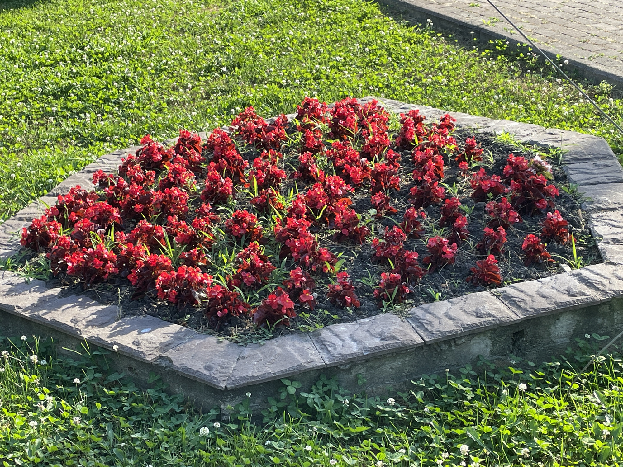 A raised, hexagonal flower bed filled with dense plantings of bright red begonias sits in the center of the frame. The flower bed is bordered by rough, gray stone pavers. Surrounding the flower bed is a lush green lawn dotted with small white clover flowers. In the background, a paved walkway is visible. The image captures a sunny day in a park or garden setting in Sochi, Russia.