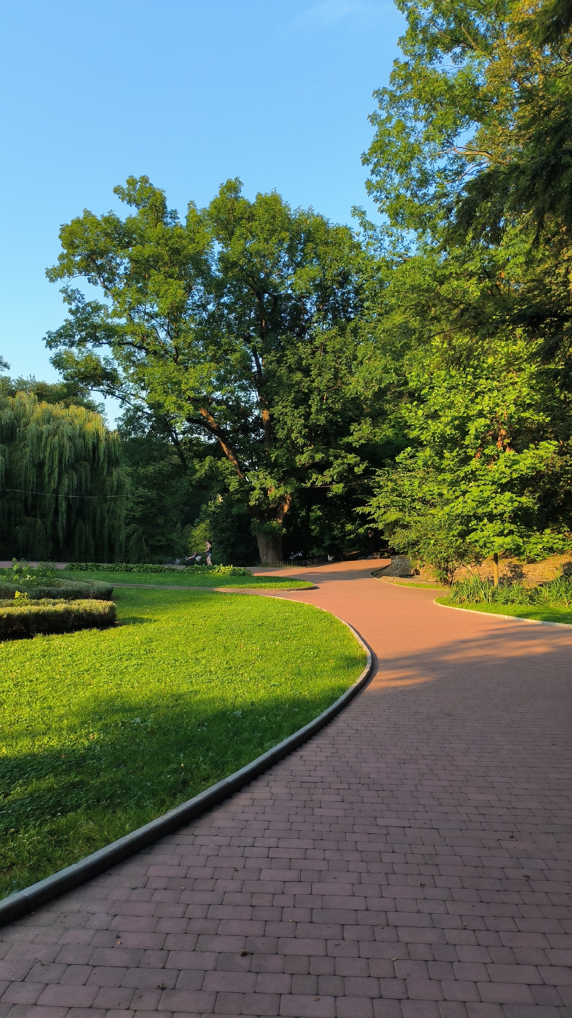 The image depicts a pathway made of reddish-brown pavers curving through a park in Lviv, Ukraine. The path is bordered by a neatly manicured green lawn on the left, with a low, trimmed hedge visible on the grass. Lush green trees, including a large, mature tree and a weeping willow, dominate the background. The sky is clear and blue. In the middle ground, a person is visible walking a dog on the pathway. Sunlight casts shadows across the scene, indicating it is likely late afternoon or early morning. The overall impression is a peaceful and well-maintained park environment.