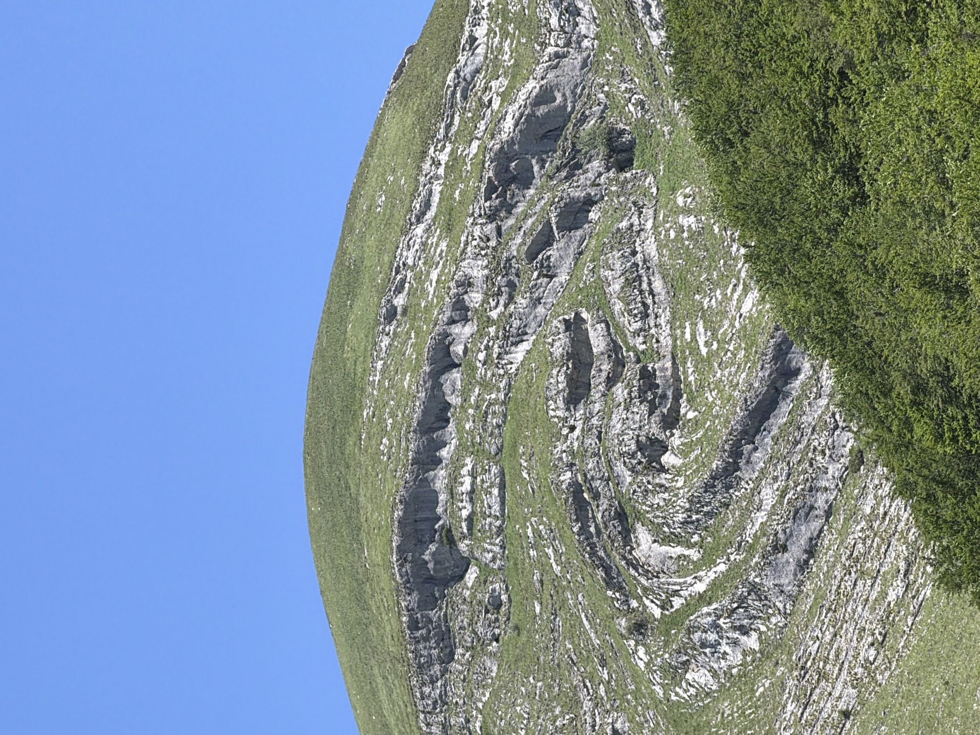A landscape image showcases a rugged mountain slope against a clear, vibrant blue sky. The sky occupies approximately the left half of the frame and is entirely cloudless. The right half is dominated by the mountain, which features a prominent display of geological formations. Exposed grey rock faces exhibit intricate, swirling, and folded layers, characteristic of tectonic activity and geological stress over time. These distinct patterns are interspersed with patches of bright green grass and low-lying vegetation that cover the gentler slopes and crevices of the rock. A denser area of green foliage, appearing as thick bushes or small trees, is visible along the far right edge of the frame. The scene is bathed in bright daylight, suggesting a sunny day with excellent visibility. There are no people, animals, or man-made objects visible. No text is present in the image. The location context for this geological wonder is Šavnik, Montenegro.
