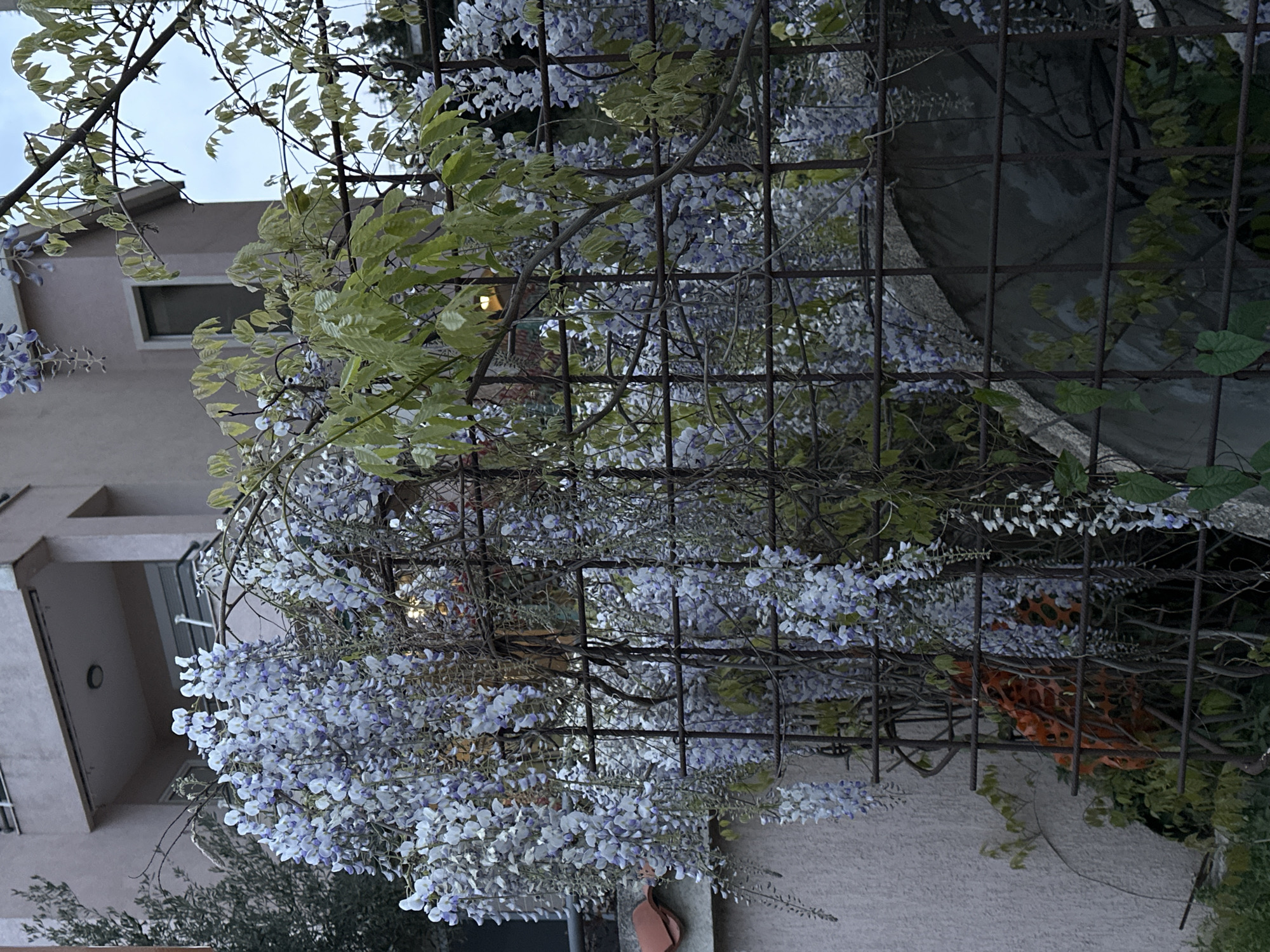 The image shows a residential scene in Šušanj, Montenegro, featuring a building partially visible on the left, and a robust wisteria vine growing on a metal trellis. The wisteria is in full bloom with abundant light-purple flowers cascading downwards. The trellis is constructed from dark metal bars arranged in a grid pattern. The building has a light-colored facade with visible windows. Additional greenery and foliage are present around the base of the trellis, adding to the natural environment. An orange plastic barrier is visible behind the trellis. The image is taken at an upward angle.