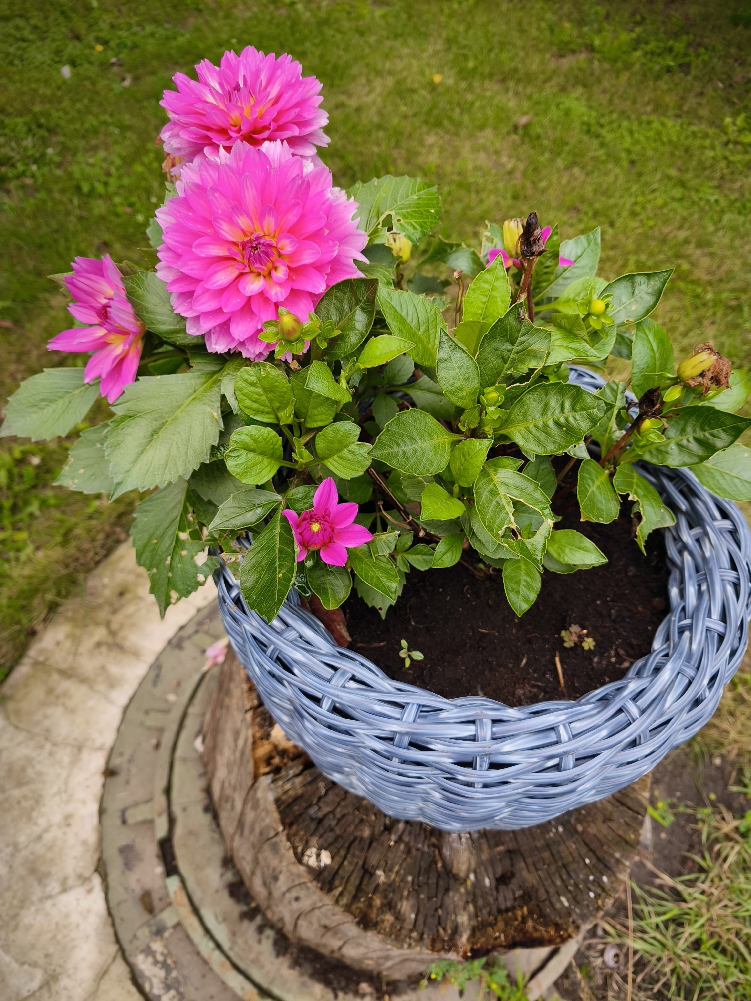 A close-up, high-angle shot shows a light blue wicker basket filled with dark soil, a green dahlia plant with several vibrant pink blossoms, and some wilting buds. The basket sits atop a thick, weathered tree stump, which is itself placed on a circular, stone-like structure with some moss. The background consists of out-of-focus green grass. No people are present in the image. The scene appears to be outdoors, likely in a garden or park. The precise location within Nevinnomyssk, Russia, cannot be determined from the visual information alone.
