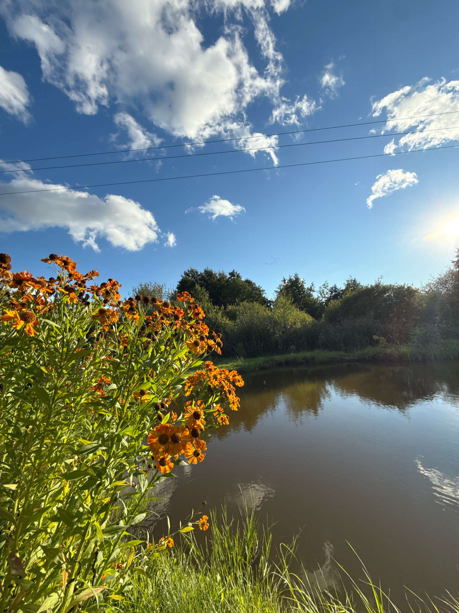 In Slawharad, Belarus, an outdoor scene captures a body of water reflecting the sky and surrounding foliage. In the foreground, a cluster of orange flowers with dark centers blooms amidst green grasses and tall plants. The water's surface is dark and still, with subtle reflections. Beyond the water, a dense line of trees and bushes forms the treeline, their greenery vibrant under a bright blue sky. The sky itself is dotted with white, puffy clouds, and the sun shines from the upper right corner, casting a bright glare. Power lines are visible horizontally across the upper portion of the sky.