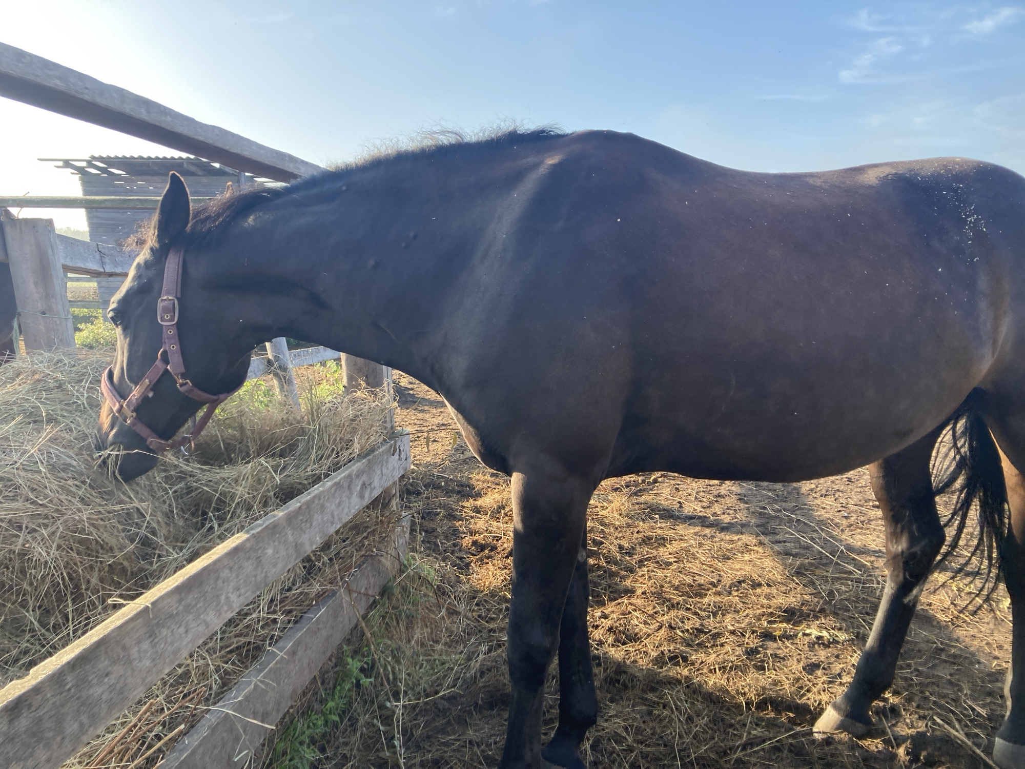 A dark brown horse is eating hay from a wooden feeder in a farmyard on a sunny day. The horse is wearing a red halter. The feeder is made of rough wooden planks and is filled with dry hay. The ground is covered with hay and dry grass. In the background, there is a wooden fence and a dilapidated structure. The sky is blue with a few wispy clouds. The scene appears to be located in Besedy, Russia.