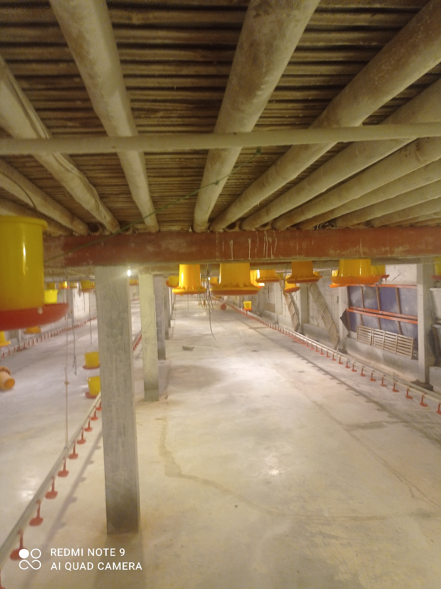 The image shows the interior of an empty poultry farm building, likely under construction or recently cleaned. The ceiling is supported by numerous wooden beams and lighter-colored, cylindrical conduits or pipes. Large, yellow, bell-shaped feeders are suspended from a red metal beam that runs horizontally across the middle of the frame. Concrete pillars support the red beam and extend down to the concrete floor. Along the floor, rows of small, red watering or feeding nipples are visible, running parallel to the walls in the distance. The walls of the building are made of concrete and appear unfinished in some areas. In the background, there are stacks of wooden pallets and some blue tarpaulin covering structures. The lighting is dim, and the overall impression is of a functional, industrial space. The watermark in the lower left corner indicates the photo was taken with a "REDMI NOTE 9 AI QUAD CAMERA." The location is identified as Penaruban, Indonesia.