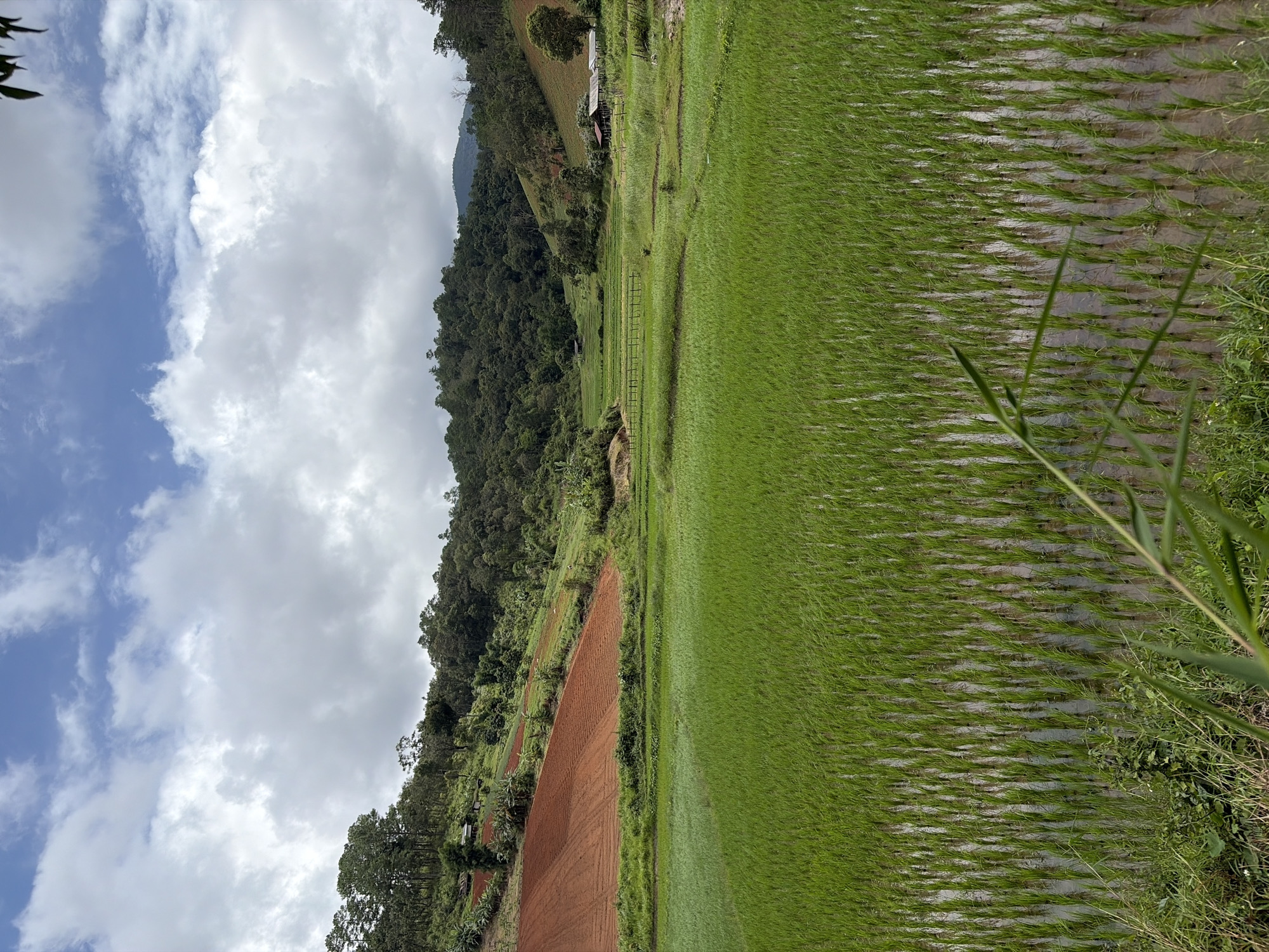 This is a photograph of a terraced rice paddy in Mae Win, Thailand. The foreground is filled with vibrant green rice shoots, partially submerged in water, creating a textured carpet. Beyond the rice field, the land rises into rolling hills covered in lush vegetation. On the upper slopes, there are sections of exposed, reddish-brown soil, indicating agricultural activity, with some scattered trees and small structures. The background features a dense forest stretching across the horizon, with a cloudy sky overhead. The scene depicts a rural, agricultural landscape with a focus on the cultivation of rice.