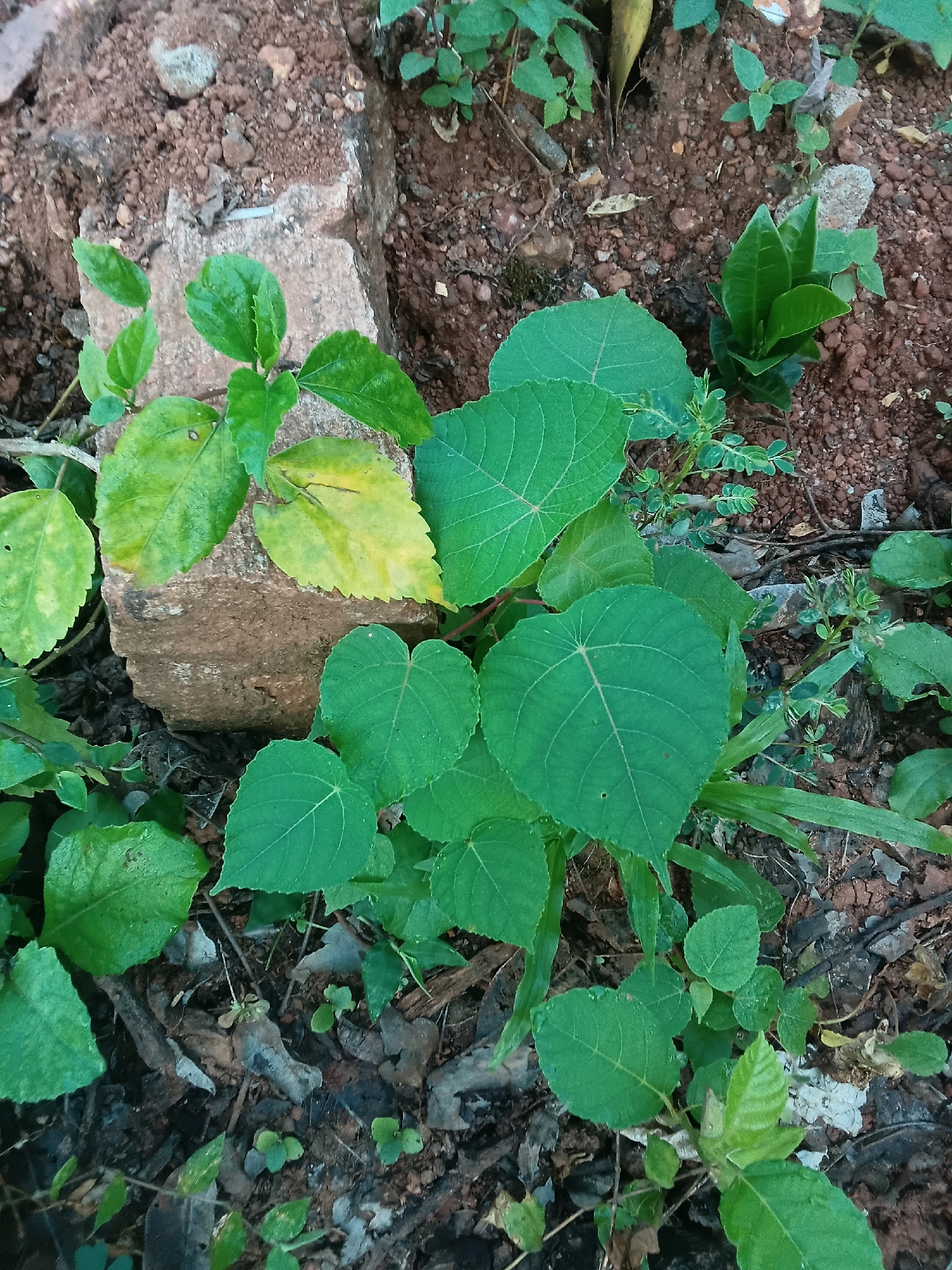 The image depicts a close-up view of dense vegetation growing in the soil of Chalissery, India. A weathered, rectangular brick lies partially submerged in the earth, surrounded by various green leaves. Some leaves are a vibrant green, while others show signs of yellowing, indicating varying stages of growth or health. The ground is a mix of dark soil, small reddish pebbles, and fallen leaves and twigs, typical of an outdoor environment. The lighting suggests it is daytime, with diffused light illuminating the scene. There are no people or animals visible in the image. The focus is on the natural elements, highlighting the texture and color of the plants and the brick.