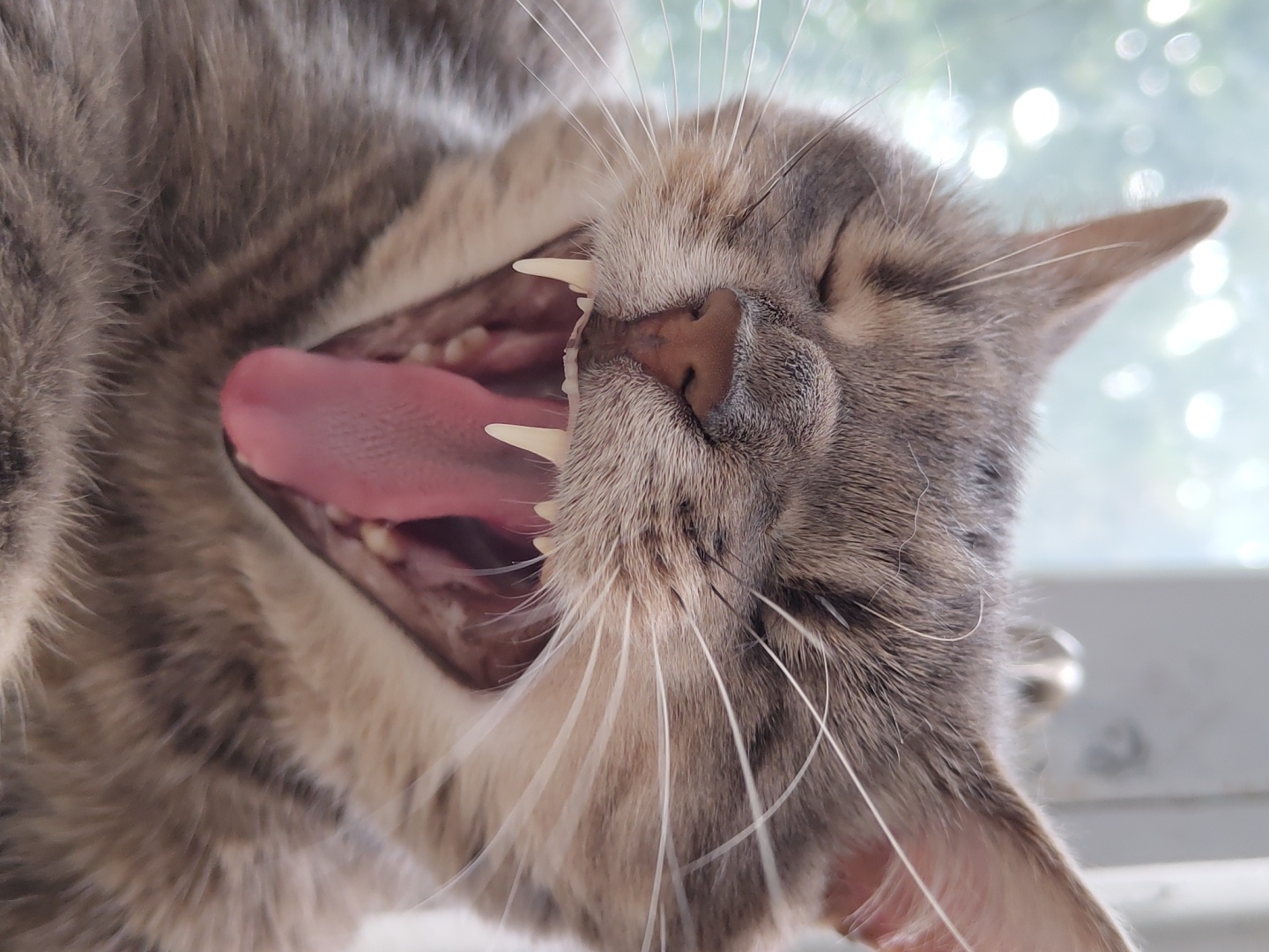 A close-up shot captures a grey tabby cat in the midst of a wide yawn. Its eyes are closed, and its pink tongue is fully extended, revealing sharp white teeth. The background is blurred, suggesting an indoor setting with natural light filtering in from a window. The lighting creates a soft bokeh effect. There are no people present in the image.