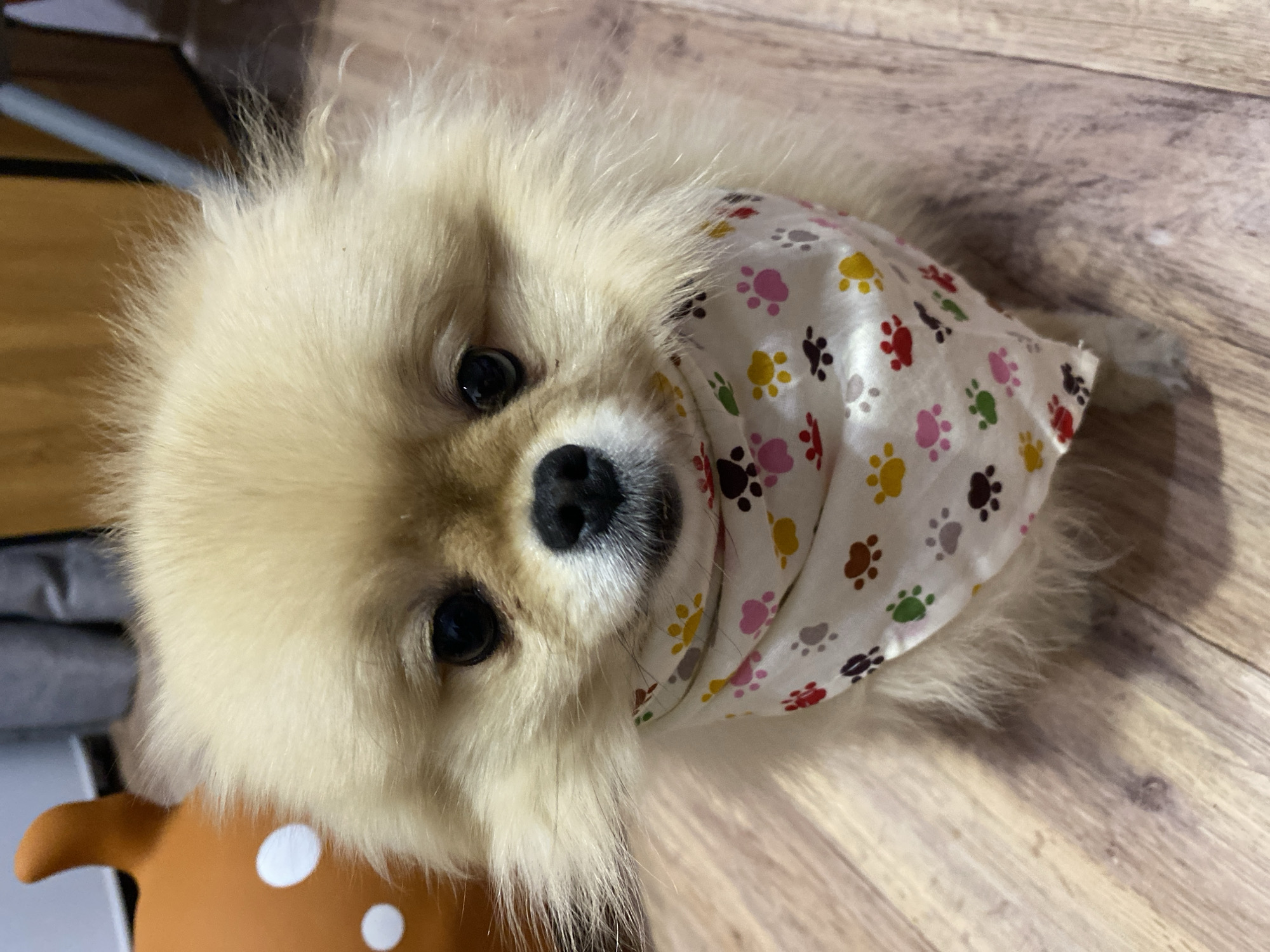 A tan Pomeranian dog wearing a white bandana with multicolored paw prints is lying on a wooden floor. The dog's head is turned towards the camera. A brown object with white polka dots is visible in the lower left corner of the image.