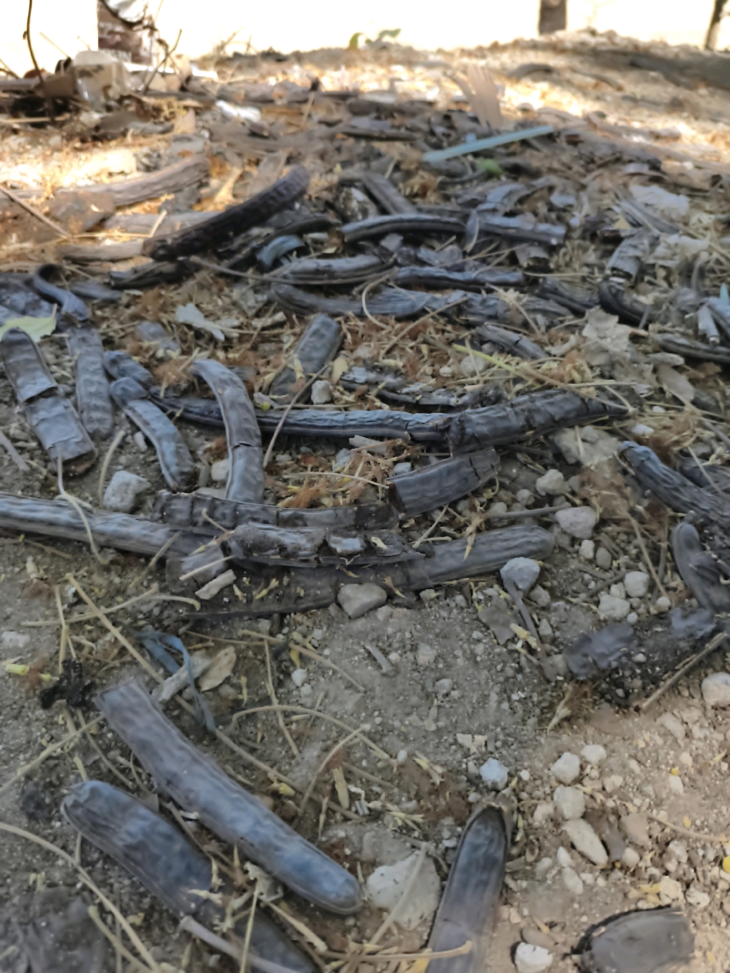 The image depicts a close-up, ground-level view of a cluttered outdoor scene, likely an area that has experienced some disarray or debris accumulation. The primary subjects are numerous dried, elongated seed pods, appearing dark gray to black and somewhat brittle, scattered across the ground. These pods are of varying lengths and lie in different orientations, some broken and fragmented.
Interspersed among the seed pods are small, light-colored stones and grit, forming the ground surface. Dry, thin vegetation, resembling twigs and straw, is also present, further contributing to the messy appearance. Some elements of blue plastic, possibly fragments of a bag or strapping, are visible among the debris. In the upper portion of the image, out of focus, appears to be a partially visible brick structure or wall, with sunlight casting dappled shadows across the scene, indicating an outdoor environment. There are no visible signs of human activity or living organisms in the immediate vicinity. The overall impression is one of neglect or the aftermath of a natural shedding process.