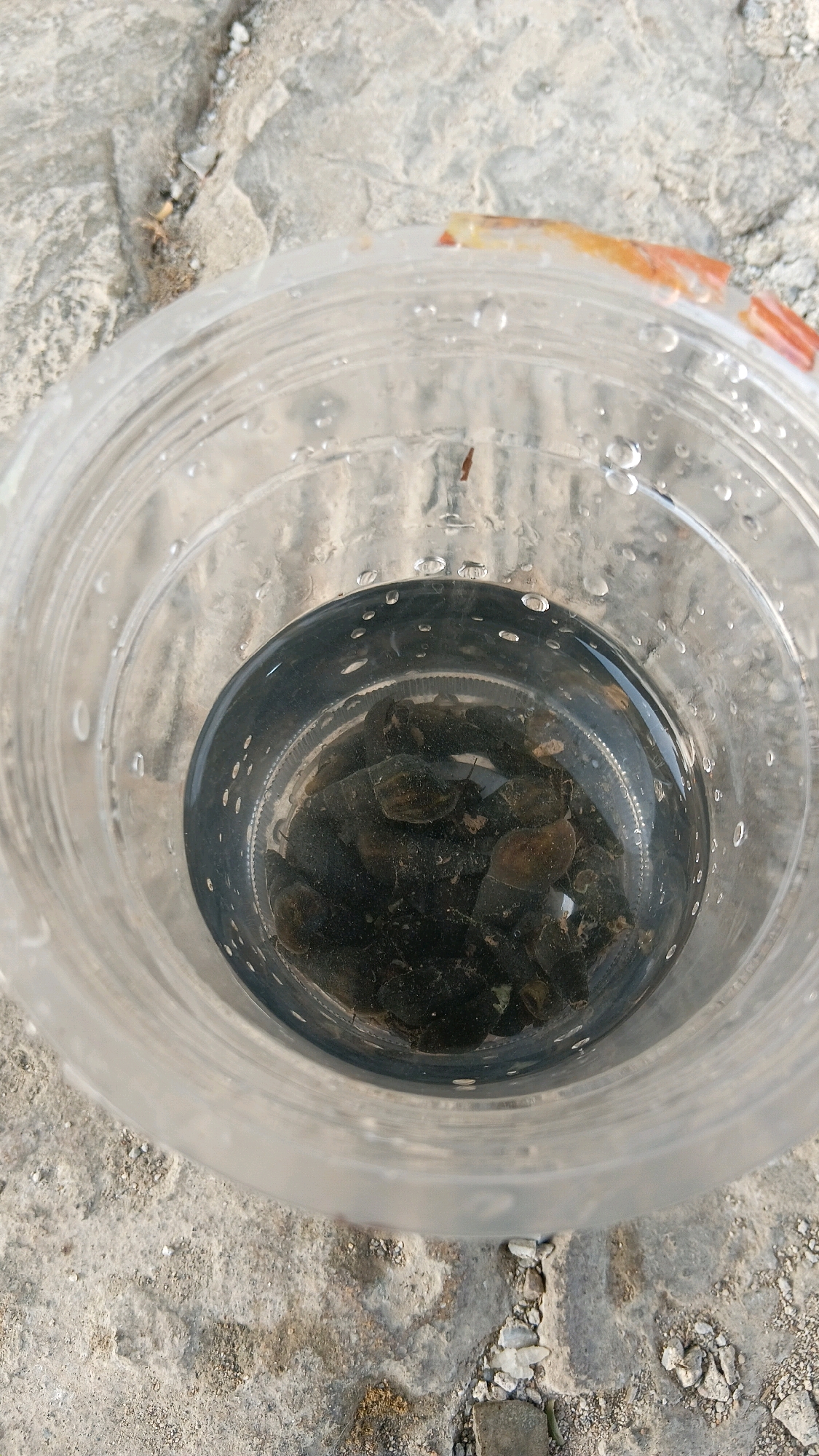 A top-down, close-up shot shows a clear plastic cup filled with water and a cluster of small, dark objects at the bottom. The cup is placed on a rough, concrete-like surface with small pebbles and debris. Some water droplets are visible on the inside and outside of the cup. At the top edge of the cup, a small portion of what appears to be a cooked shrimp, with its orange and white exoskeleton, is visible. The environment appears to be outdoors, possibly in an urban setting given the concrete surface. The scene is forensic and matter-of-fact.