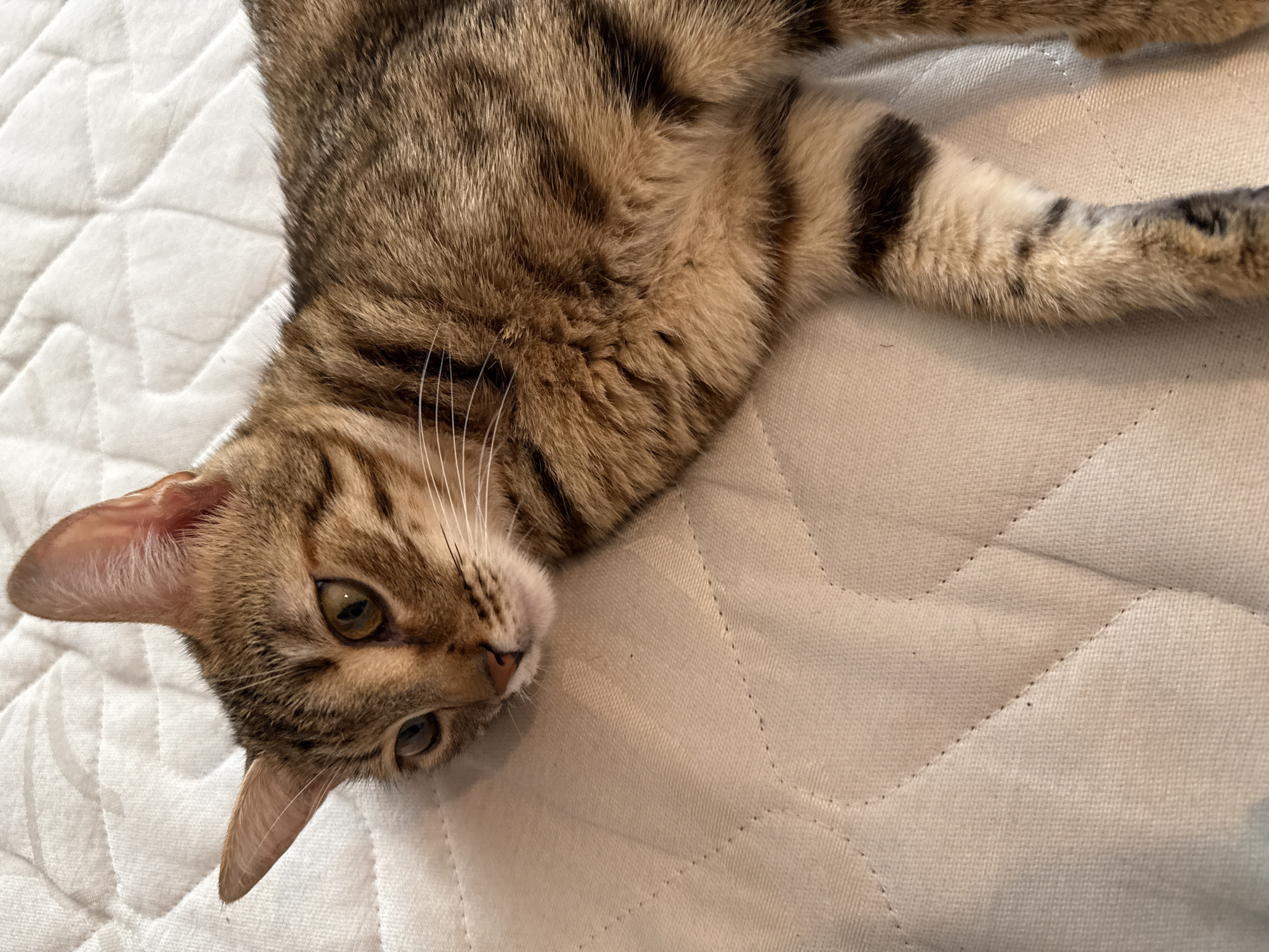 A domestic tabby cat is the central subject of the image, depicted lying down on a light-colored, quilted surface. The cat has a distinctive coat pattern with shades of brown, tan, and black stripes and spots, characteristic of a mackerel or classic tabby. Its fur appears soft and well-groomed.
The cat's head is positioned towards the left side of the frame, with its face turned directly to the viewer. Its large, alert eyes, which are a greenish-yellow hue, are wide open, conveying a calm and observant expression. Its ears are perked upwards, suggesting attentiveness. Prominent white whiskers fan out from its muzzle.
The setting appears to be indoors, likely on a bed or a soft furniture item, indicated by the textured, quilted fabric covering the entire background. This fabric is a light cream or off-white color, featuring a subtle geometric pattern created by its stitching. The lighting is bright and natural, illuminating the cat's fur and the texture of the fabric without harsh shadows, suggesting it is daytime. No specific location cues or text are visible in the frame. The overall mood is serene and domestic.
