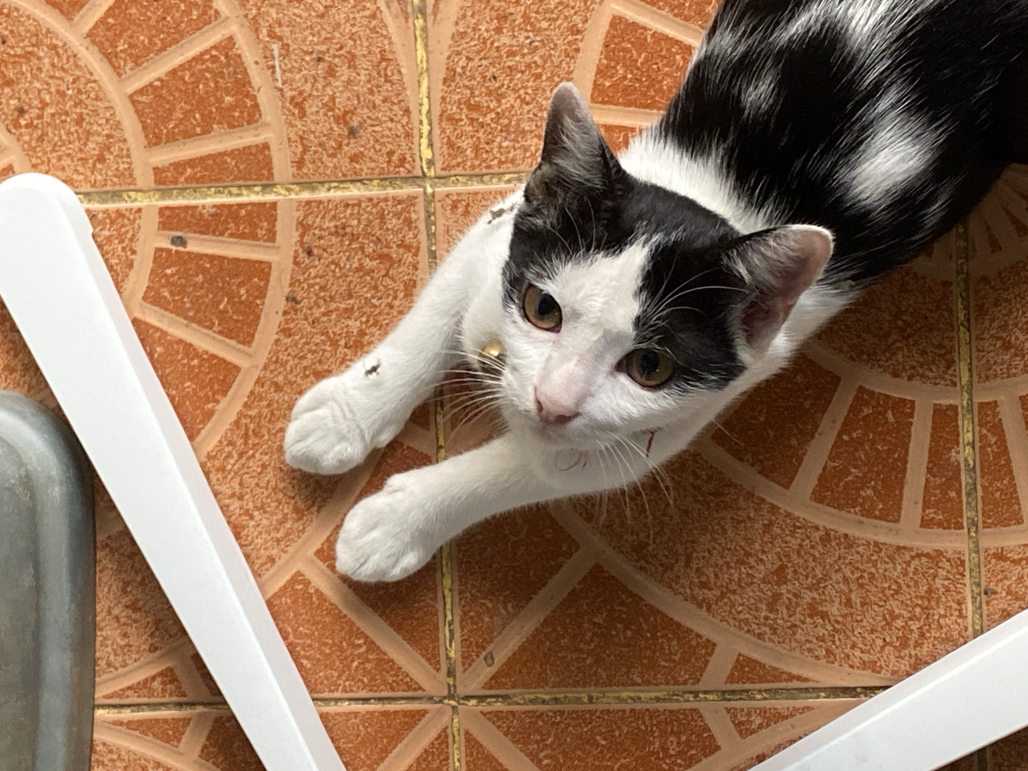 This media file shows a black and white cat lying on an orange tiled floor. The cat is in the center of the frame, looking up at the camera with its front paws extended. It has brown eyes and a small golden bell on a red collar. The floor tiles are arranged in a circular pattern and have a rough texture. In the lower left and right corners of the frame, there are parts of white objects that appear to be furniture legs or a frame. To the left of the frame, a part of a silver object is also visible. The scene appears to be outdoors, possibly in a yard or patio area, given the tiled flooring and the presence of what could be outdoor furniture. The lighting suggests it could be daytime. There is no visible text in the image. The cat's gaze and relaxed posture suggest a calm and possibly playful mood.