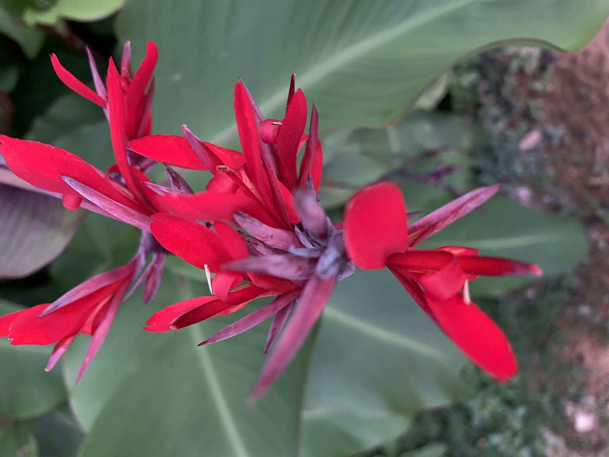 This close-up image captures a vibrant cluster of red flowers set against a soft, blurred background of green foliage. The flowers, possibly Canna lilies, are the main subject, presented in a top-down perspective. Their petals are a rich, intense scarlet, forming a striking contrast with the verdant backdrop.
The blooms display multiple broad, elongated petals, some tightly furled or partially open, revealing hints of purple or maroon on their stems and emerging structures. The central part of the flower shows intricate detail, with slender, lighter-colored stamens or pistils faintly visible against the deep red.
The background consists primarily of large, dark green leaves, out of focus, creating a shallow depth of field that emphasizes the sharpness and color of the flowers. Towards the edges of the frame, particularly on the right, blurred patches of earthy tones suggest soil or ground cover, placing the scene outdoors.
No people are visible, and there is no discernible text. The lighting appears bright, indicative of a daytime setting, which illuminates the flowers' vivid colors. The overall composition highlights the natural beauty and striking appearance of the tropical flowers, consistent with a garden or natural setting in a location like Rafin Par, Nigeria.