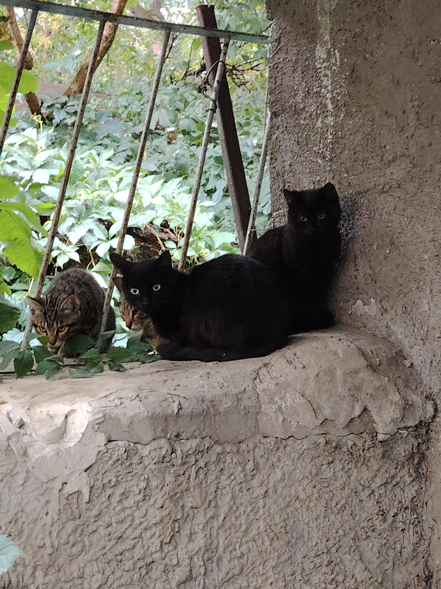 In Kyiv, Ukraine, on a roughly textured, grey stone ledge beneath a metal grate and surrounded by dense green foliage, three cats are visible. In the foreground to the left, a tabby cat with striking green eyes peers intently forward, its body partially obscured by green leaves. To its right and slightly behind, a black cat with wide, luminous green eyes is positioned prominently, looking directly at the camera. Behind this black cat, another black cat is partially visible, its face turned towards the right side of the frame. The environment suggests an outdoor setting, possibly a courtyard or a wall bordering a garden, with the overall impression of a moment captured in a domestic or urban wild space.