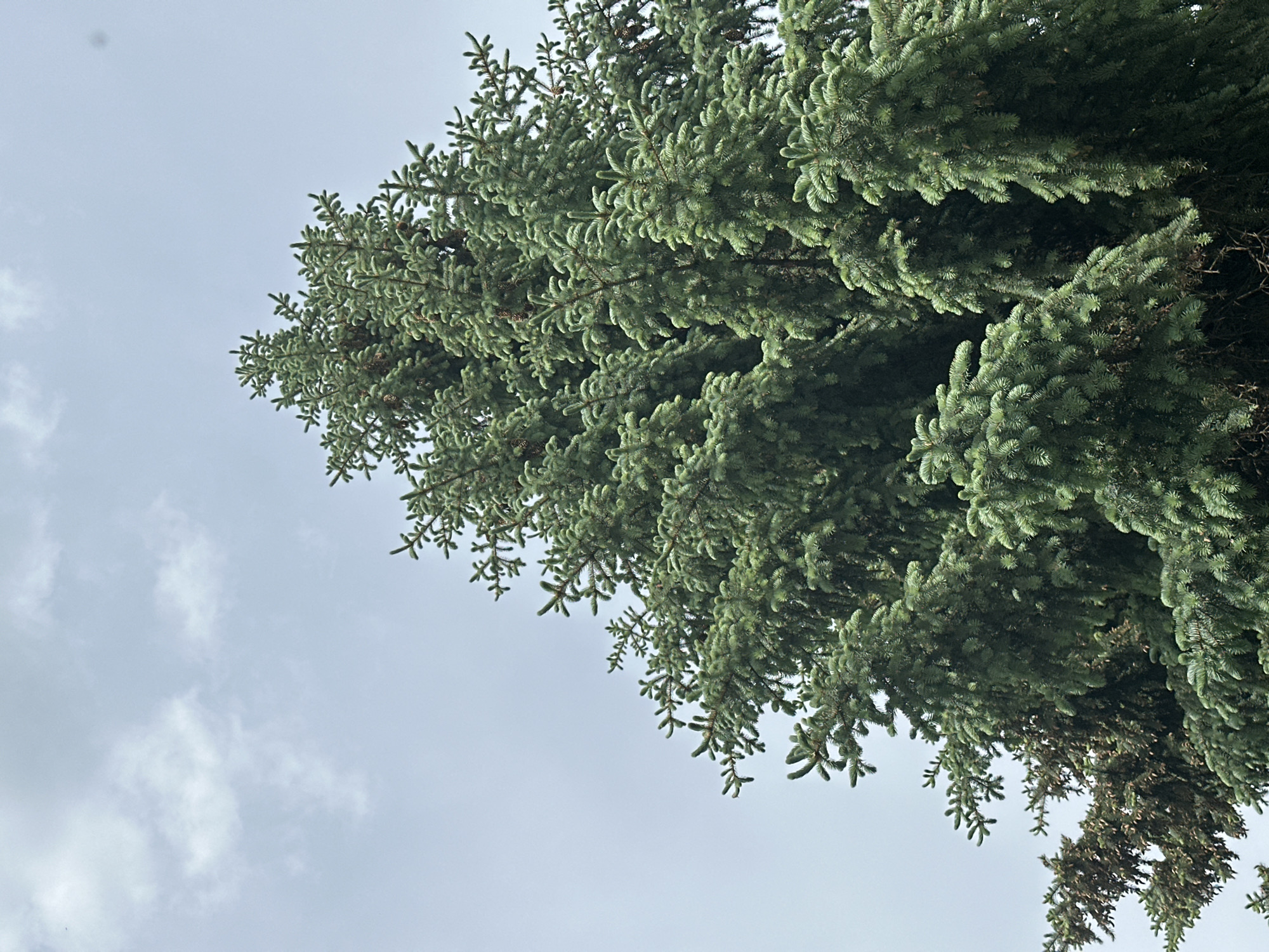 The image shows the upward view of a green conifer tree against a light gray sky with scattered white clouds. The tree's foliage fills the upper portion of the frame, with branches extending downwards. The location is Unknown, Unknown.