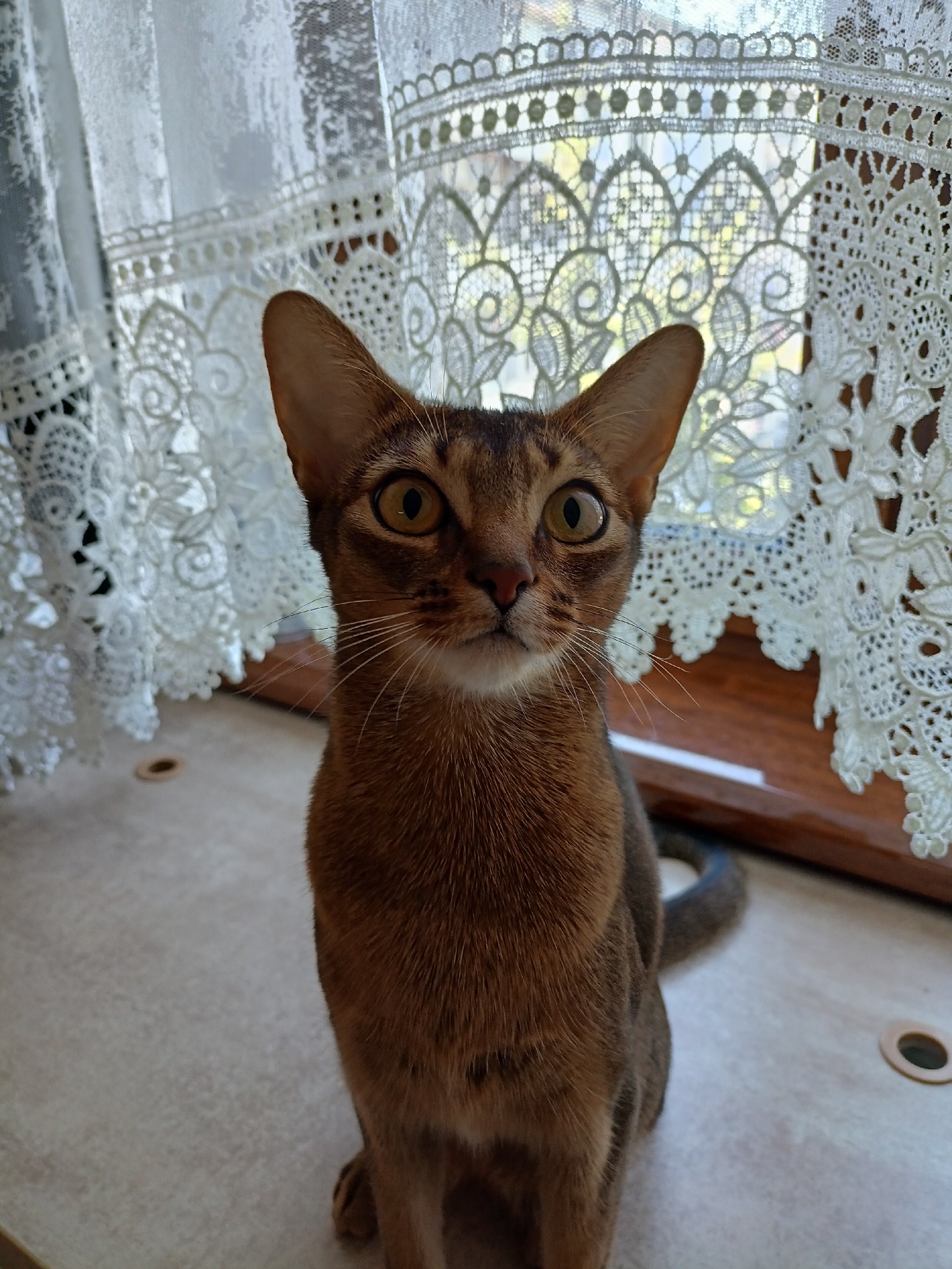 A young Abyssinian cat is sitting on a light-colored surface in front of a white lace curtain. The cat is looking directly at the camera with wide, yellow eyes. Its fur is a rich reddish-brown color with tabby markings. The cat's ears are large and pointed, and its whiskers are long and white. The lace curtain behind the cat is intricate and delicate, with a floral pattern. Sunlight is filtering through the curtain, creating a soft glow. The overall impression is one of a curious and alert animal in a domestic setting. The scene appears to be indoors, likely in a home, given the presence of the curtain and the cat. There is no visible text in the image. The time of day and weather are not explicitly indicated, but the lighting suggests it could be daytime.