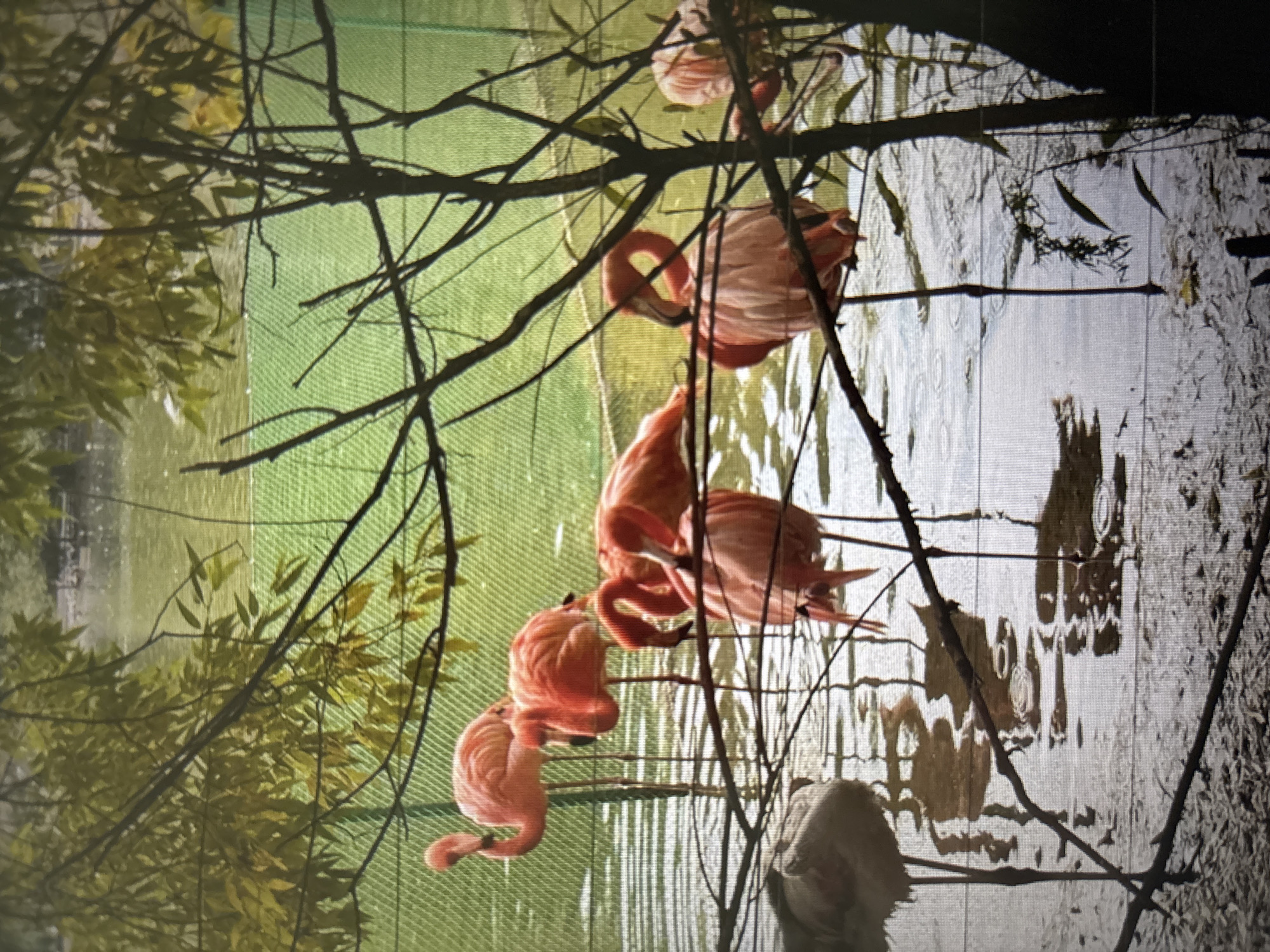 The image shows a flock of pink flamingos standing in shallow water, partially obscured by tree branches and a fence. The water appears muddy and reflects the sky and foliage. The flamingos are in various poses, some with their heads down, others with their necks curved. The background consists of a body of water with a green mesh fence behind it and some trees. There are no people visible in the image. The scene is set in an outdoor enclosure, likely a zoo or wildlife park. The location in Novosibirsk, Russia cannot be determined from the image.