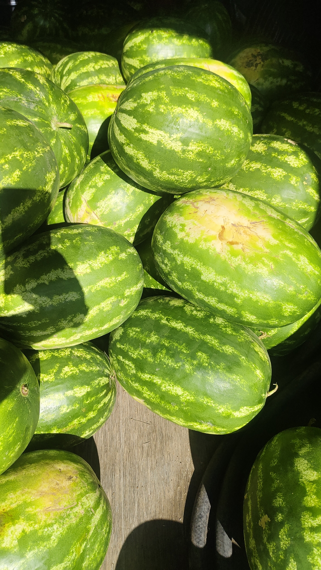 This image depicts a close-up, top-down view of a large pile of watermelons. The watermelons are predominantly green with lighter green stripes, and some show patches of yellow or light brown where they may have rested on the ground or been exposed to sun. They are of various sizes and shapes, mostly oval or slightly elongated. The watermelons are resting on a wooden surface, which appears to be a table or market stall, with some shadows cast across them from an overhead light source. The overall impression is of a fresh produce display, possibly at a market or farm stand. The location in Krasnoyarsk, Russia, is not visually evident from the image itself; this information is provided contextually.