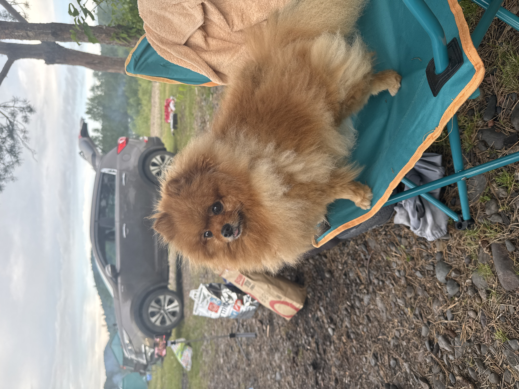 A Pomeranian dog is perched on a teal-colored camping chair with an orange trim. The dog is fluffy and light brown, with its tongue slightly sticking out. Behind the dog, a brown SUV is parked, with its trunk open. In the background, there are tents, trees, and a cloudy sky. The ground is covered with gravel and pine needles. The scene appears to be a campsite. The location is identified as Narva, Russia.