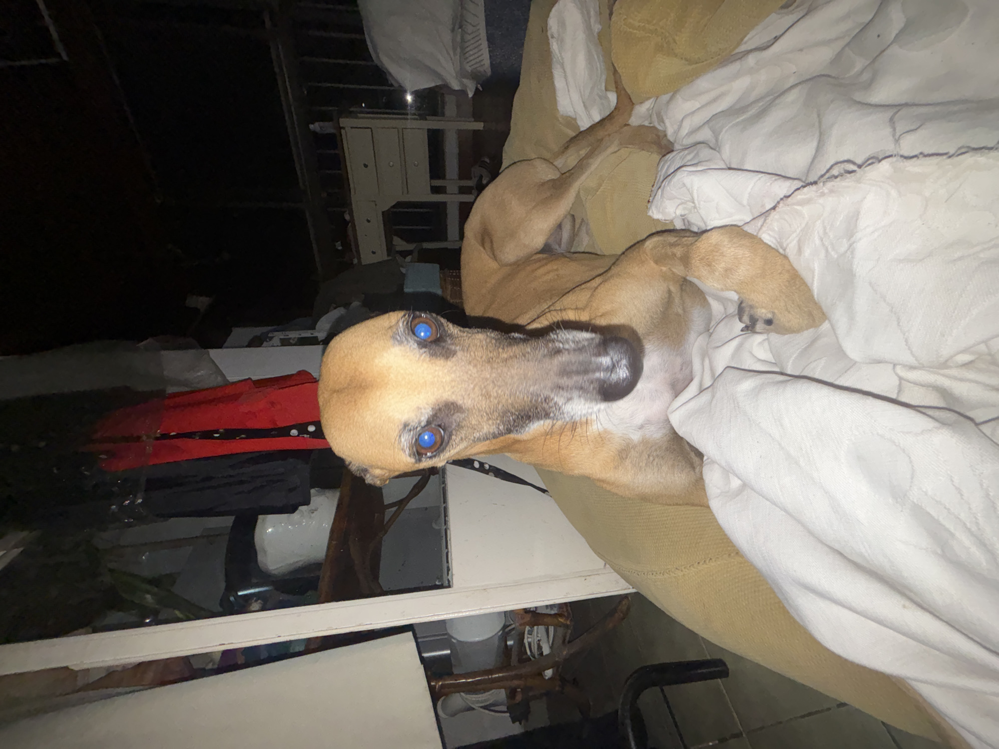 A light brown or tan dog, likely a sighthound breed due to its lean build and long snout, is the central subject of the image. The dog has short fur and striking blue eyes, which appear to glow from the camera flash. It is lying comfortably on a light yellow or tan upholstered couch or bed, partially covered by a white, textured blanket or sheet. The dog's head is tilted slightly, and it looks directly at the camera with a neutral expression.
The setting is indoors, appearing to be a residential space, possibly in Buenos Aires, Argentina. The background is dimly lit, suggesting either nighttime or a poorly illuminated room, consistent with the dog's prominent eye reflection. To the left and behind the dog, a white chest of drawers or shelving unit is visible. Various household items are scattered in the background, including a red garment, black fabrics, and other indistinct objects, giving the impression of a casual, lived-in, and somewhat cluttered environment. Below the dog's head, through a visible gap, wires, tubes, a white bucket, and part of a metal chair or stand can be discerned. There is no visible text in the image.