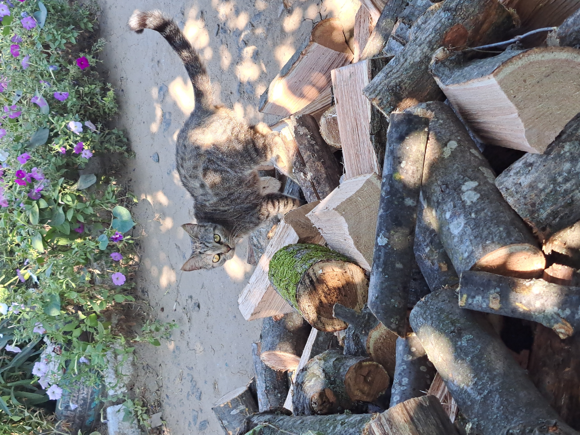 In Vypasne, Ukraine, a tabby cat stands on a pile of chopped firewood. The cat is facing the camera, with its head turned slightly to the left. Its fur is a mix of gray, brown, and black stripes. The cat has yellow eyes and its tail is raised in the air. The firewood is piled high, with some logs covered in moss. In the background, there are green plants with purple and white flowers. The ground is made of dirt and gravel. The sun is shining, casting shadows on the ground and the firewood.