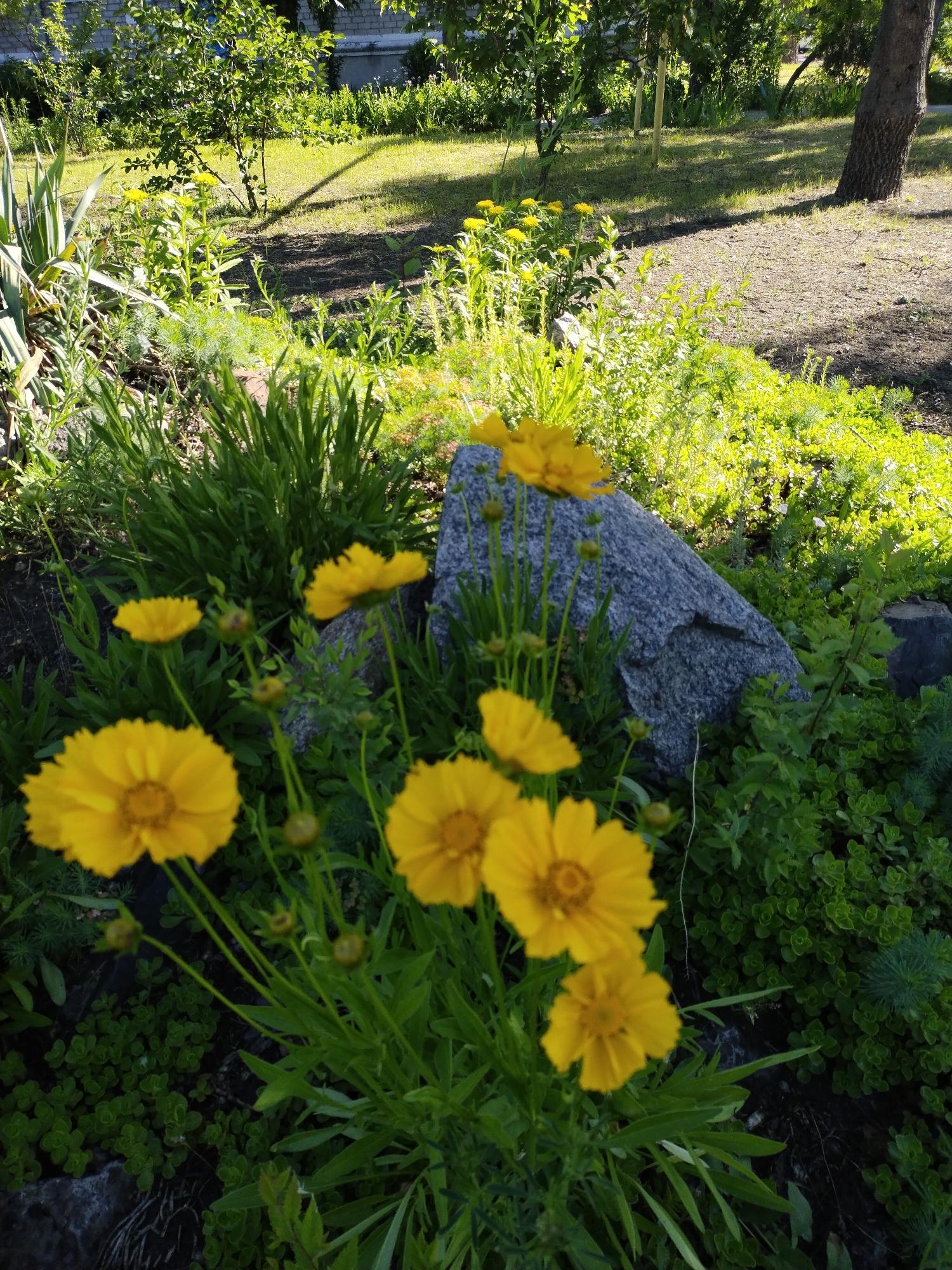 This image captures a vibrant, sunlit garden or natural yard in Horishni Plavni, Ukraine, filled with lush greenery and bright yellow flowers. In the foreground, numerous yellow, daisy-like flowers, possibly Coreopsis, are in full bloom, some with visible buds, their petals appearing slightly blurred due to shallow depth of field. These flowers are supported by slender green stems amidst various types of green foliage, including tall, spiky leaves, feathery plants, and dense groundcover with small, round leaves.
Several large, grey rocks are integrated into the garden design in the midground, partially covered by the surrounding vegetation. Beyond this immediate floral display, the scene extends to a wider area of green lawn or grass, interspersed with trees that have visible trunks and leafy branches. Long shadows are cast across the ground by the trees and other objects, suggesting either early morning or late afternoon sunlight. A light-colored building, possibly made of brick or concrete, is subtly visible in the far background behind some foliage, hinting at a cultivated property.
The weather appears sunny and clear, illuminating the scene with bright natural light and enhancing the vivid green and yellow hues. The overall atmosphere is peaceful and serene, showcasing natural beauty. There are no people visible, and no discernible text appears in the image.