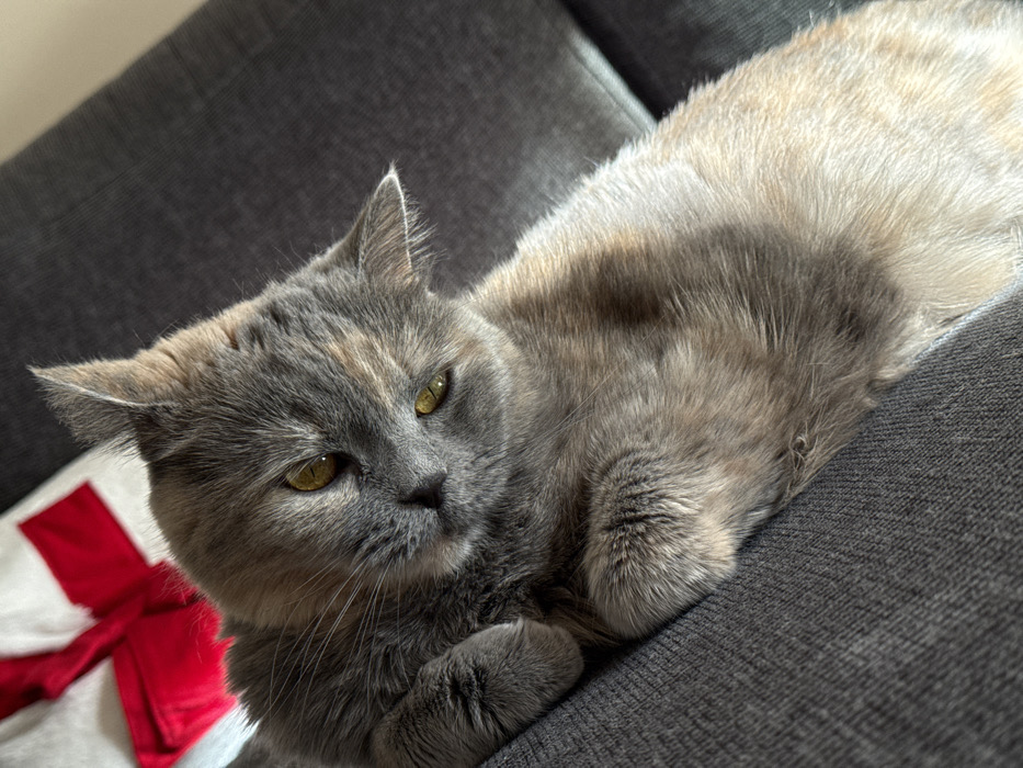 A domestic cat, exhibiting a dilute tortoiseshell coat with grey, cream, and light orange fur patches, is depicted resting on a dark grey upholstered sofa. The cat possesses prominent yellow-green eyes which are directed forward. Its front paws are tucked beneath its chest, and its head is tilted slightly. In the upper left background, a white textile item adorned with a red ribbon is partially visible. The scene is an interior setting located in Sofia, Bulgaria.