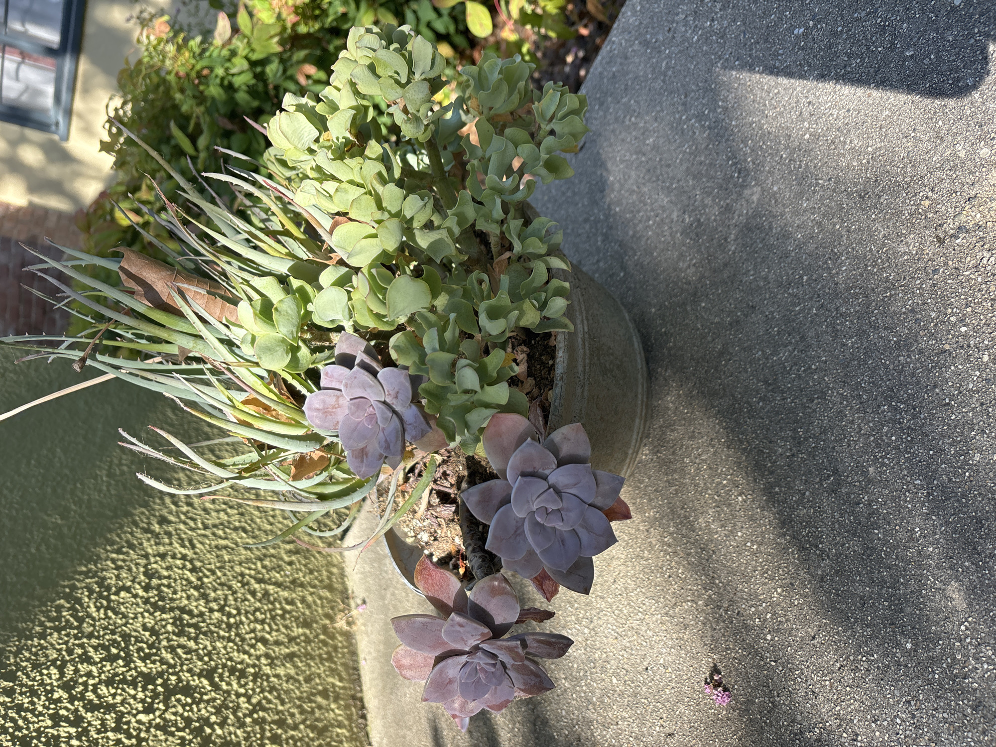 A pot of succulents is situated on a concrete surface in front of a textured, olive-green wall. The pot contains several varieties of succulents, including pale purple Echeveria and a cluster of lighter green, ruffled succulents. Tall, thin, spiky succulents also sprout from the pot. Sunlight casts distinct shadows on the concrete. In the background, a building with a window and brickwork is visible, along with some green foliage. A few small, pinkish-purple flower petals are scattered on the concrete to the left of the pot. The scene is outdoors.