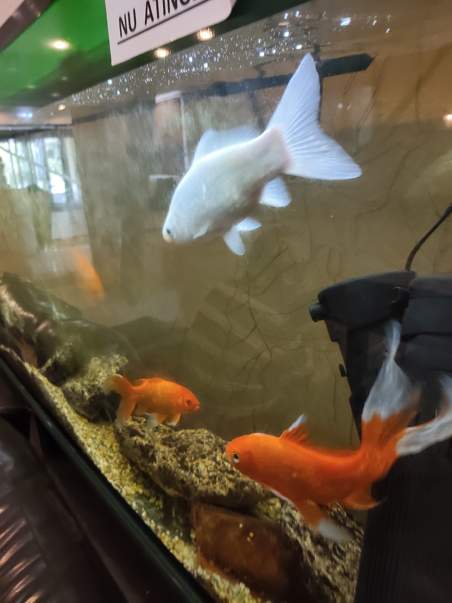 The image shows an aquarium with several goldfish. There is one white goldfish swimming near the top of the tank and two orange goldfish towards the bottom. The aquarium contains rocks and gravel at the bottom, and a black filter is visible on the right side. A portion of a green sign with black text is visible at the top left of the image. The overall lighting in the aquarium appears to be artificial. The background is blurred but suggests an indoor setting.