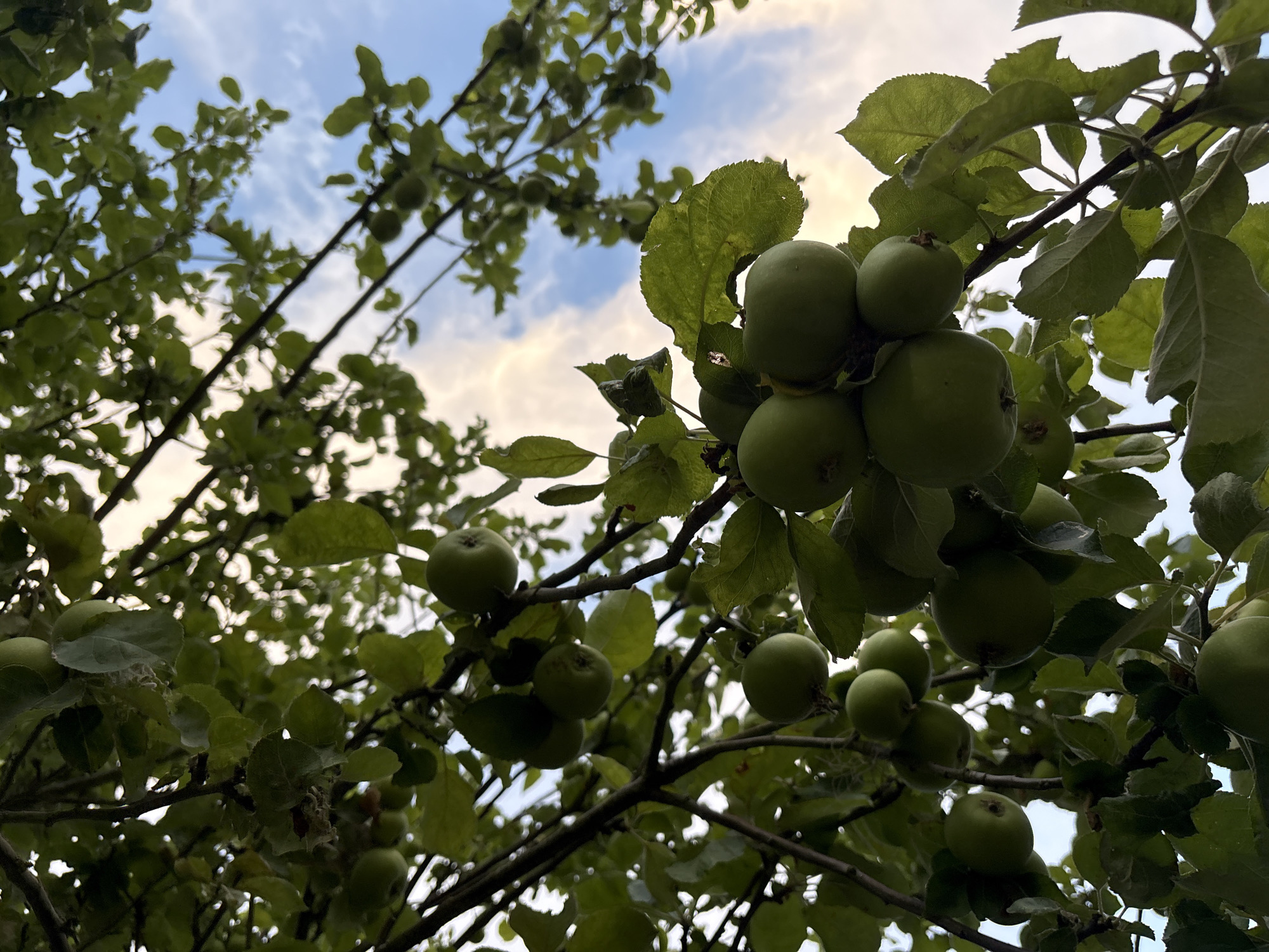 A low-angle shot captures a tree branch laden with unripe green apples against a backdrop of a cloudy sky. The leaves of the tree are a vibrant green, and the apples, varying in size, hang in clusters. The lighting suggests it is either early morning or late afternoon. The scene appears to be in an outdoor setting, possibly a garden or park, typical of Chelmsford, United Kingdom. There are no people or animals visible in the image. The image is a still photograph, with no actions or interactions depicted.