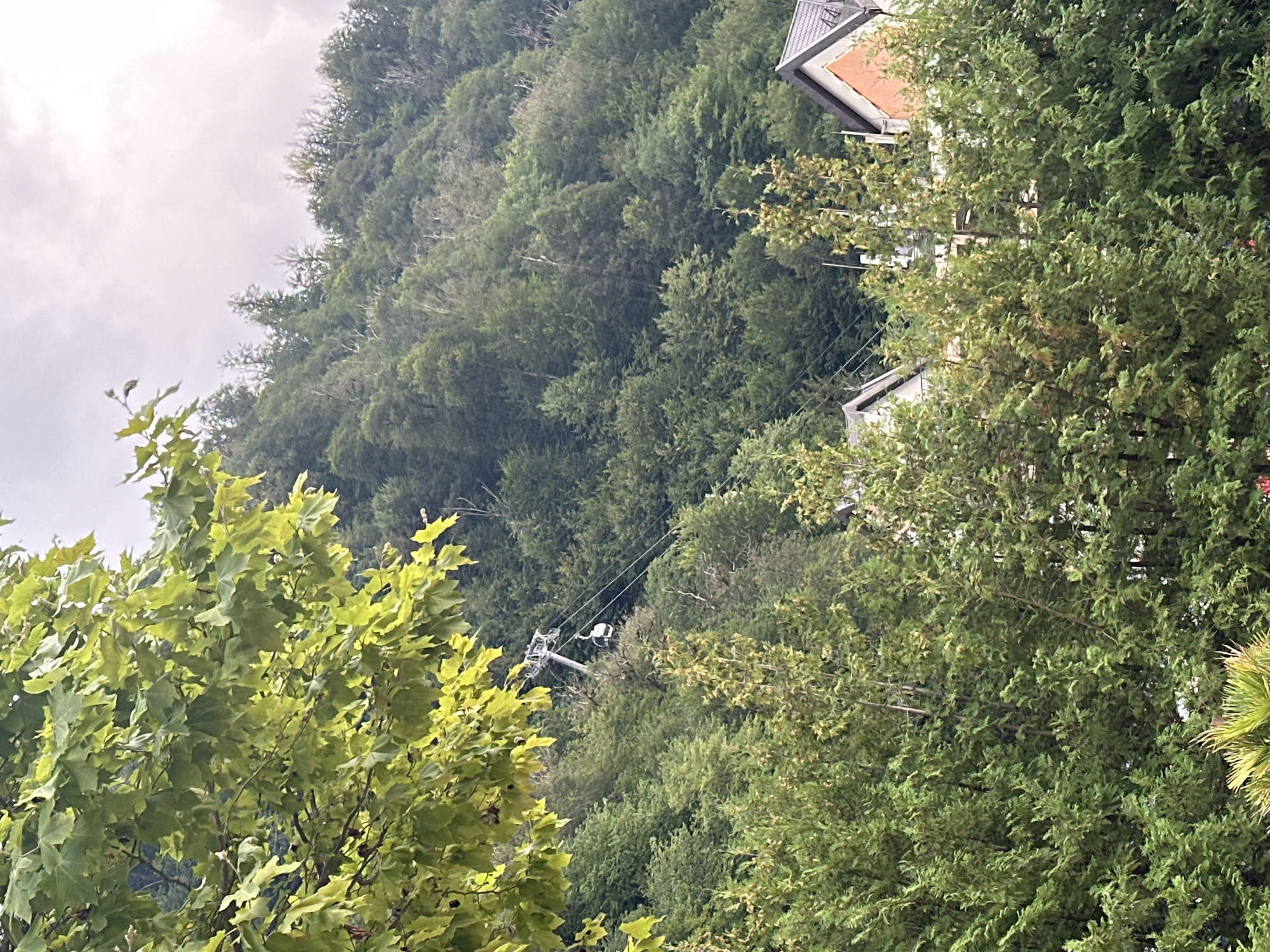 An outdoor, eye-level, medium shot captures a dense, green mountainside covered in trees in Estosadok, Russia. A ski lift with a single gondola is visible in the upper center of the frame, suspended on a cable that extends diagonally across the mountain. The sky above is overcast and light gray. In the foreground, a large, leafy tree with bright green foliage partially obscures the view. Below the tree line, glimpses of rooftops of buildings can be seen peeking through the dense greenery, suggesting a settlement or resort area nestled into the mountainside. The overall impression is one of a natural landscape integrated with human infrastructure.