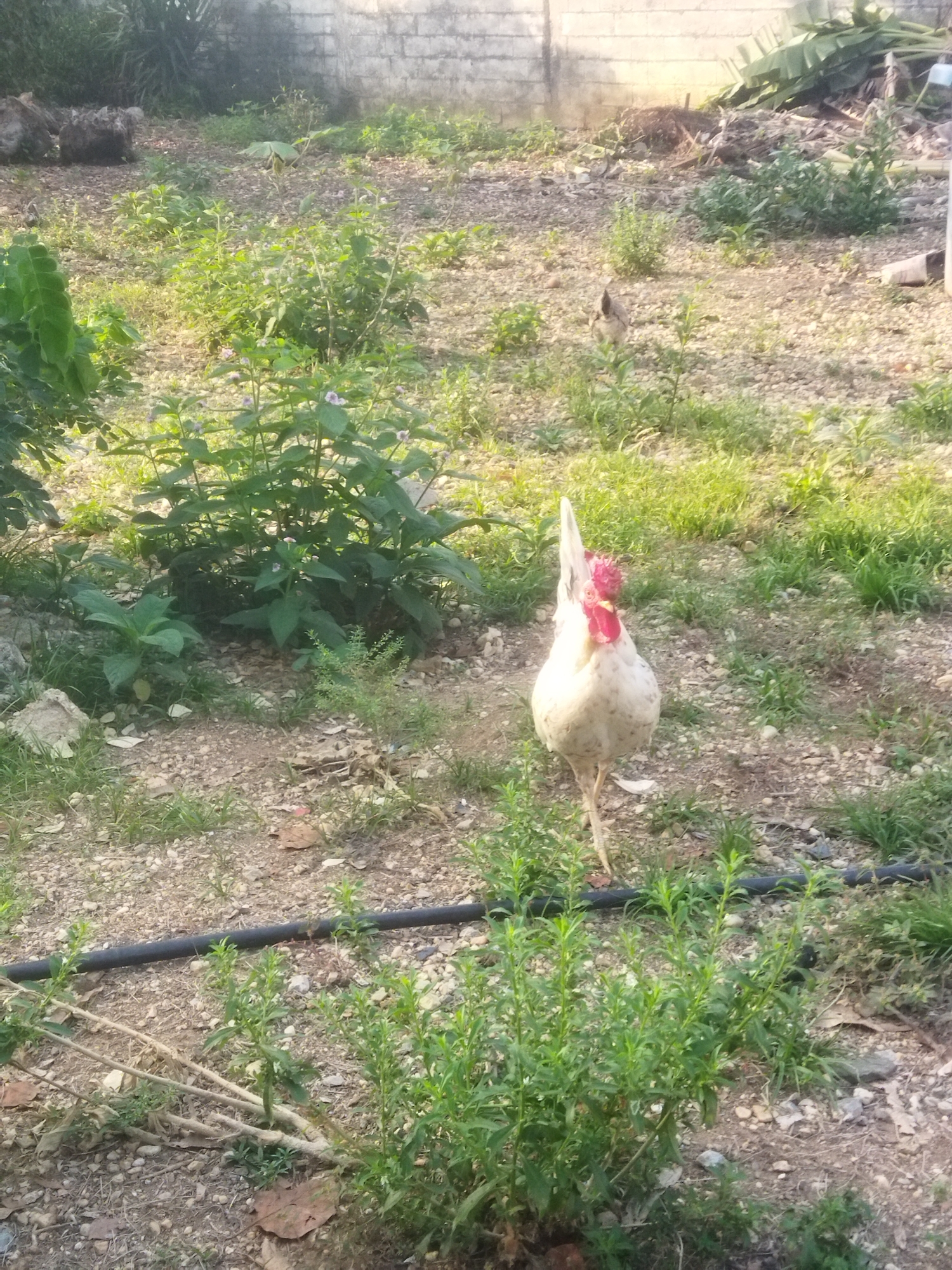A medium shot depicts a white chicken with a red comb standing in an overgrown yard with gravel and scattered vegetation. The chicken is facing forward with its tail feathers slightly raised. A black plastic pipe runs horizontally through the lower part of the frame, partly obscured by plants. In the background, a cinder block wall can be seen, with more dense vegetation beyond it. The lighting suggests it is daytime. The location is Unknown, Unknown.