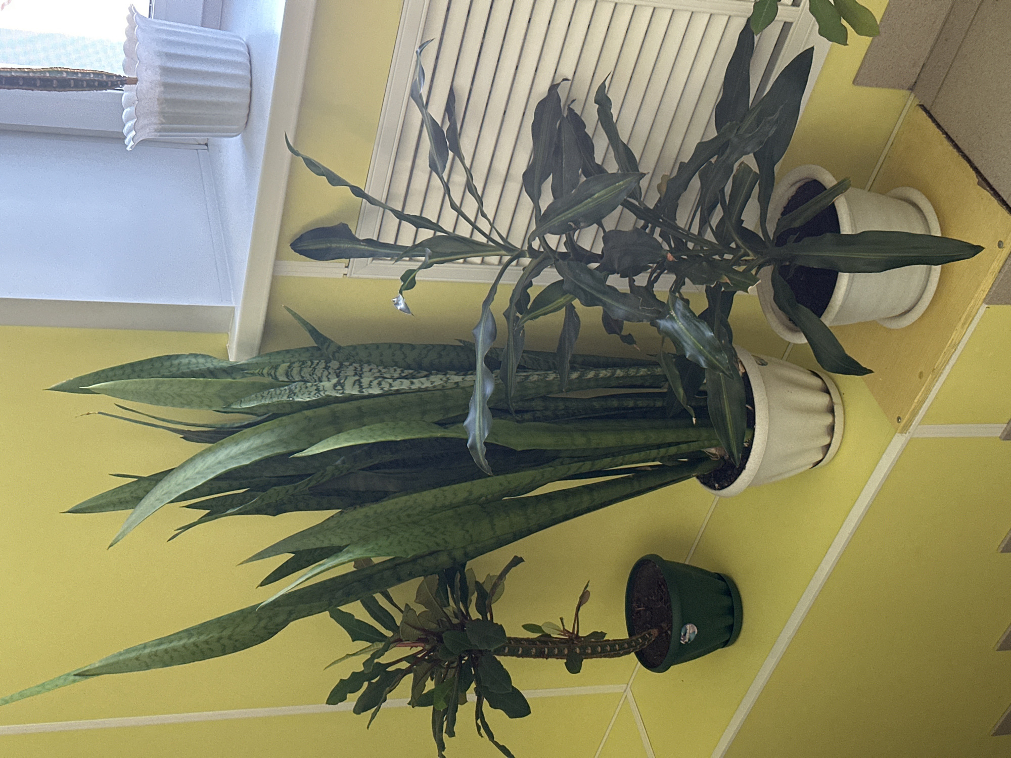 A group of potted houseplants are arranged on a yellow ledge against a yellow wall. The plants include a snake plant with tall, sword-like leaves, a smaller plant with darker, elongated leaves, and a third plant with a thicker, textured stem and multiple branches with dark green leaves. The plants are in various pots: a dark green pot on the left, a white ribbed pot in the center, and another white pot on the right. A white louvered vent is visible behind the plants. A white windowsill with a white decorative pot is seen in the upper right corner. The scene appears to be an indoor setting, possibly a residential or office space. The location is identified as Novoaltaysk, Russia.