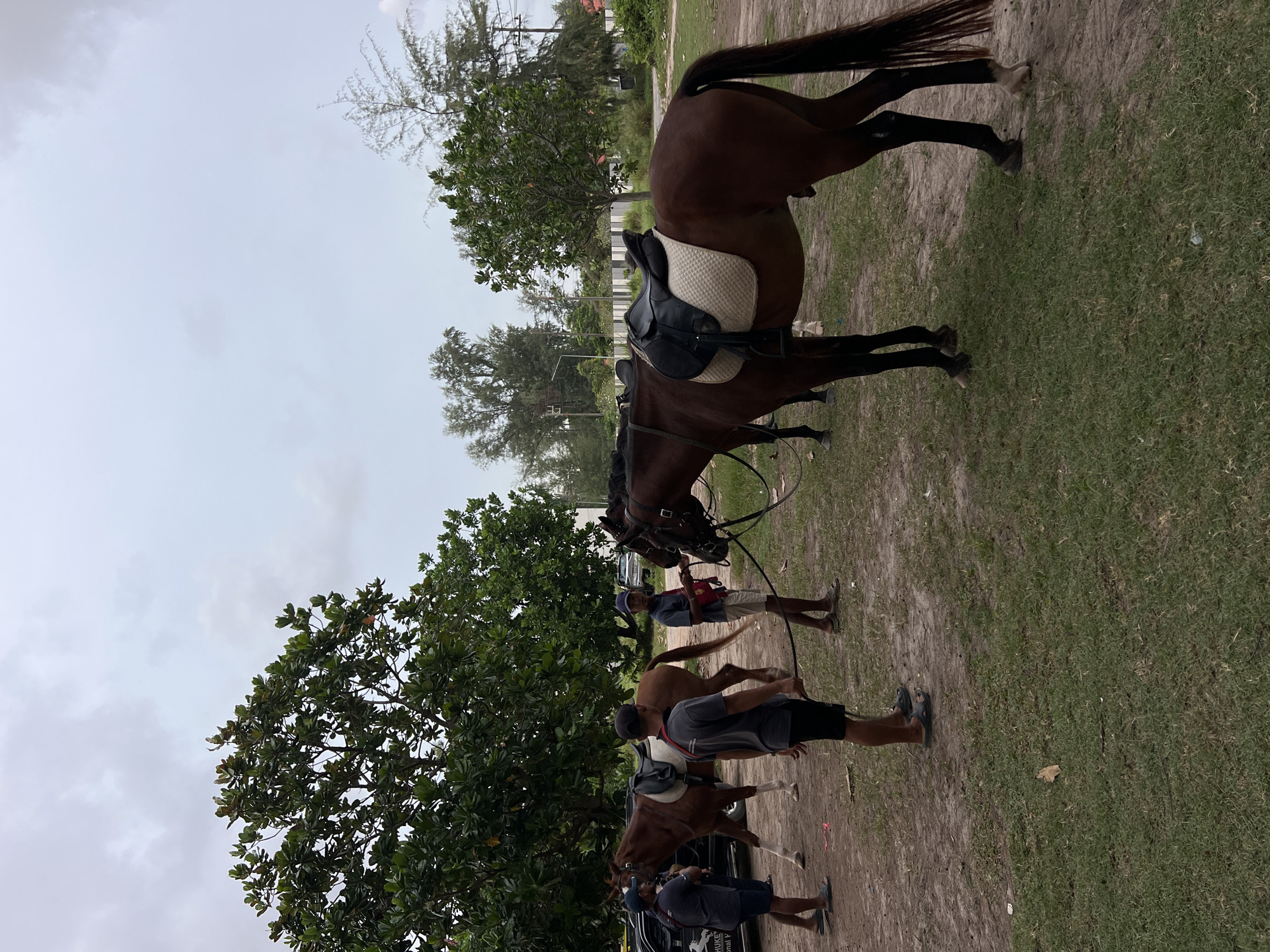In the city of Unknown, Unknown, a group of people are gathered around several horses in an outdoor setting. Two horses are prominently featured in the foreground, one with a saddle and bridle, and another partially obscured behind it. Three men, dressed in casual attire including t-shirts, shorts, and hats, are present. One man is holding the reins of the horse on the right, while another appears to be interacting with the horse on the left. A third man is standing behind the horse on the left, his back to the camera. The ground is a mix of dirt and grass. Lush green trees with dense foliage are visible in the background, along with a partially visible car and a white fence. The sky is overcast with gray clouds.