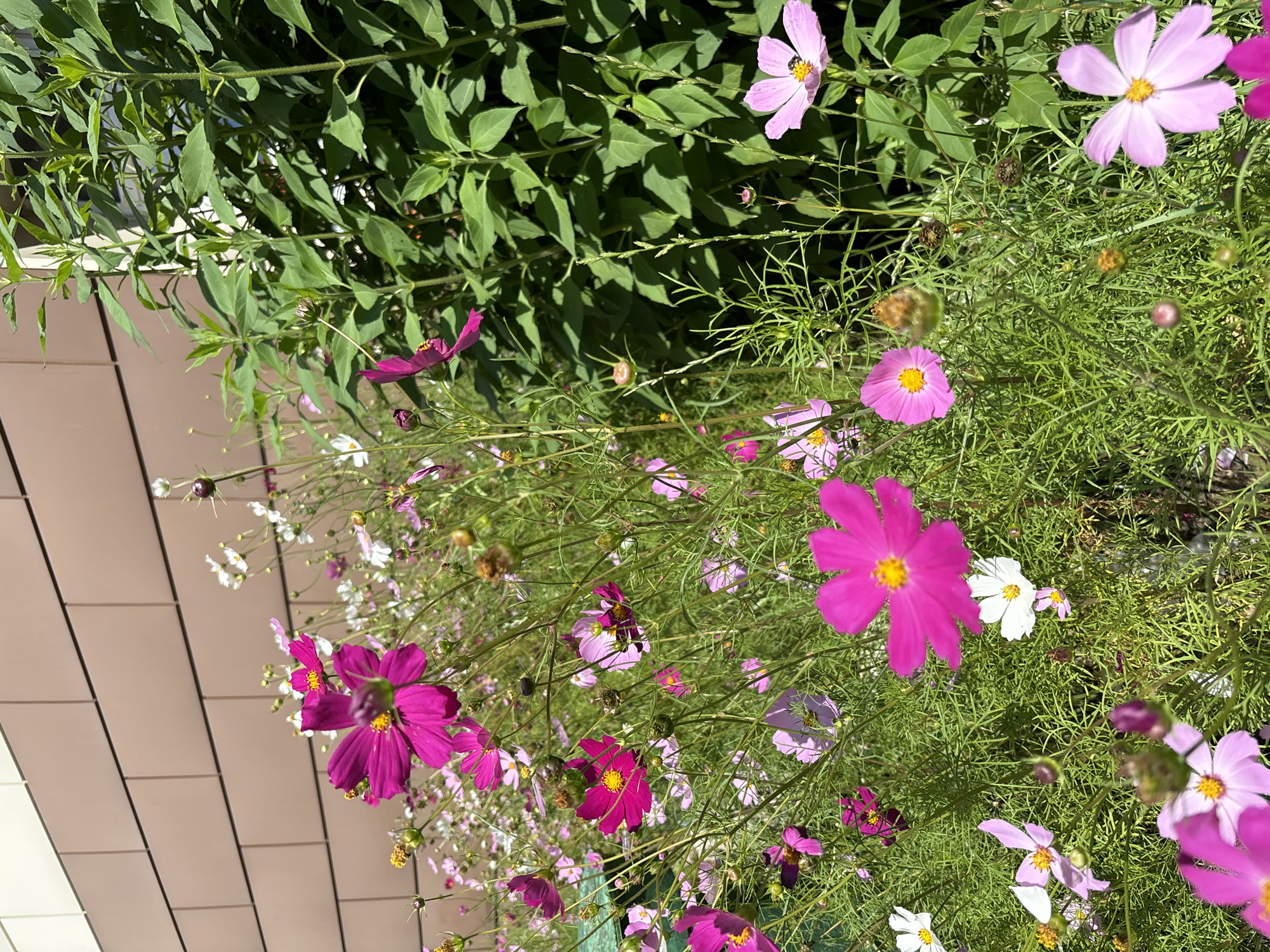 The image shows a close-up of a flowerbed filled with various colors of cosmos flowers, including bright pink, fuchsia, light pink, and white. The flowers are in full bloom, with some buds also visible. The background features a tan-colored building with horizontal paneling, and tall green foliage on the right side of the frame. The lighting suggests it is daytime, with sunlight casting shadows and highlighting the textures of the petals and leaves. This scene is located in Dolgoprudny, Russia, likely in a garden or public space adjacent to a building. There are no people or animals visible in the image.