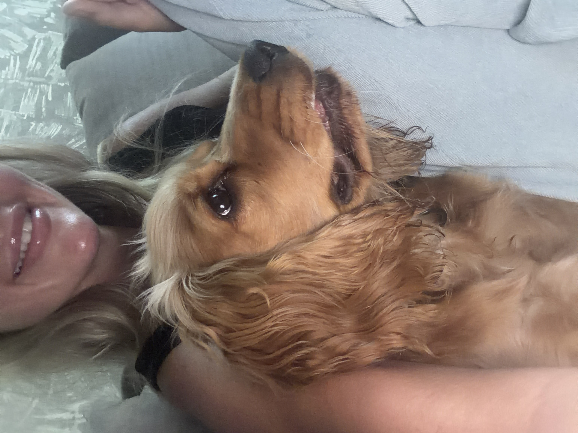 A close-up shot shows a tan Cocker Spaniel puppy being held by a person with blonde hair and bright pink lipstick. The puppy's head is turned to the right, with its eyes looking forward and its mouth slightly open, revealing its teeth and pink tongue. The person's arm is visible around the puppy, and a portion of their shoulder and chest is also in view. The background consists of a light-colored couch and a wall with a textured pattern. The overall lighting is soft and diffused, suggesting an indoor setting, possibly a living room. The image does not contain any elements that can be used to determine its location in the city of Novosibirsk, Russia, or any other specific geographical location.