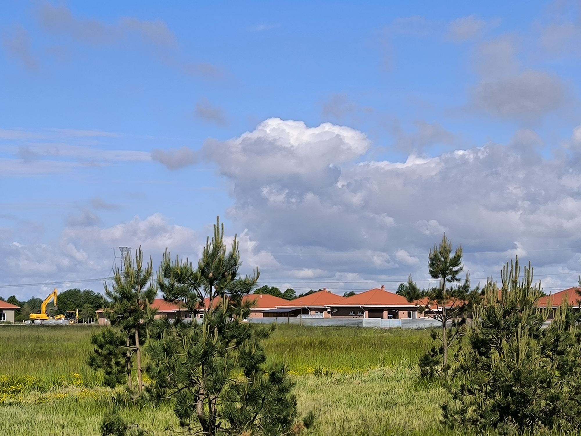 In a rural setting, possibly Laskino, Russia, a bright yellow excavator and a smaller yellow construction vehicle are visible on a gravel-covered construction site. They are positioned behind a line of recently constructed houses with distinctive red-tiled roofs and white fences. In the foreground, several pine trees with green needles stand tall, their branches extending towards the viewer. The ground is covered in a mix of green and yellow grass, suggesting a field or meadow. The sky above is a vibrant blue, dotted with fluffy white clouds. The scene depicts a residential development under construction, with elements of both industry and nature present.