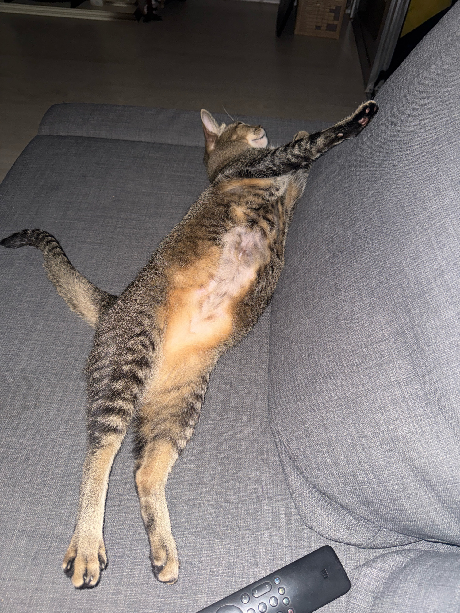 A tabby cat is sprawled across a gray sofa, its body extended lengthwise. The cat's paws are visible, with its front right paw reaching upwards, resting against the back of the sofa. Its belly, a lighter shade of fur, is exposed. The cat's tail is curled behind it, extending towards the left of the frame. A black remote control lies on the lower right corner of the sofa. The environment appears to be an indoor setting, possibly a living room, with soft lighting. There is no discernible indication of the city of Almaty, Kazakhstan, or any specific urban features in the image.