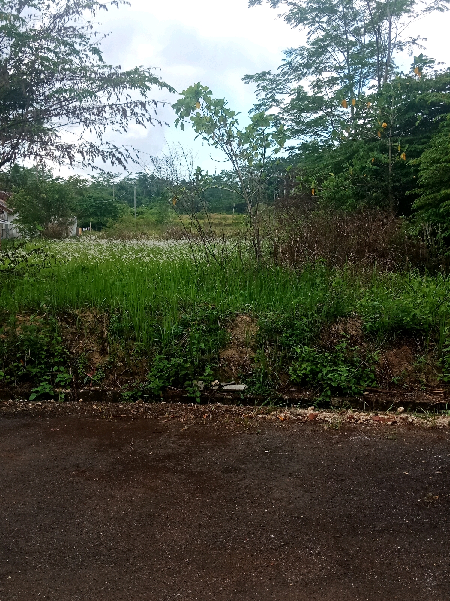 An outdoor, medium-shot, eye-level, vertical, portrait photograph captures a roadside view of a slightly overgrown lot. The foreground is dominated by a dark, wet asphalt road, reflecting the overcast sky. A narrow strip of gravel and dried leaves separates the road from a sloped embankment covered in lush green grass and various low-lying plants. In the midground, a dense field of tall, flowering grass with white plumes stretches across the scene, interspersed with patches of taller, wild green vegetation. Behind this field, a cluster of trees and shrubs forms a natural backdrop, with some trees displaying sparse foliage and dry, brown branches. A few buildings are faintly visible to the left, behind the initial growth. The sky is cloudy and bright, suggesting a diffused daylight. The image appears to be a general street view of undeveloped land, possibly in a rural or semi-rural area of Cintakarya, Indonesia, given the lush vegetation and type of buildings that might be found in such a location. There are no people or animals present in the frame, nor any visible action or interaction.
