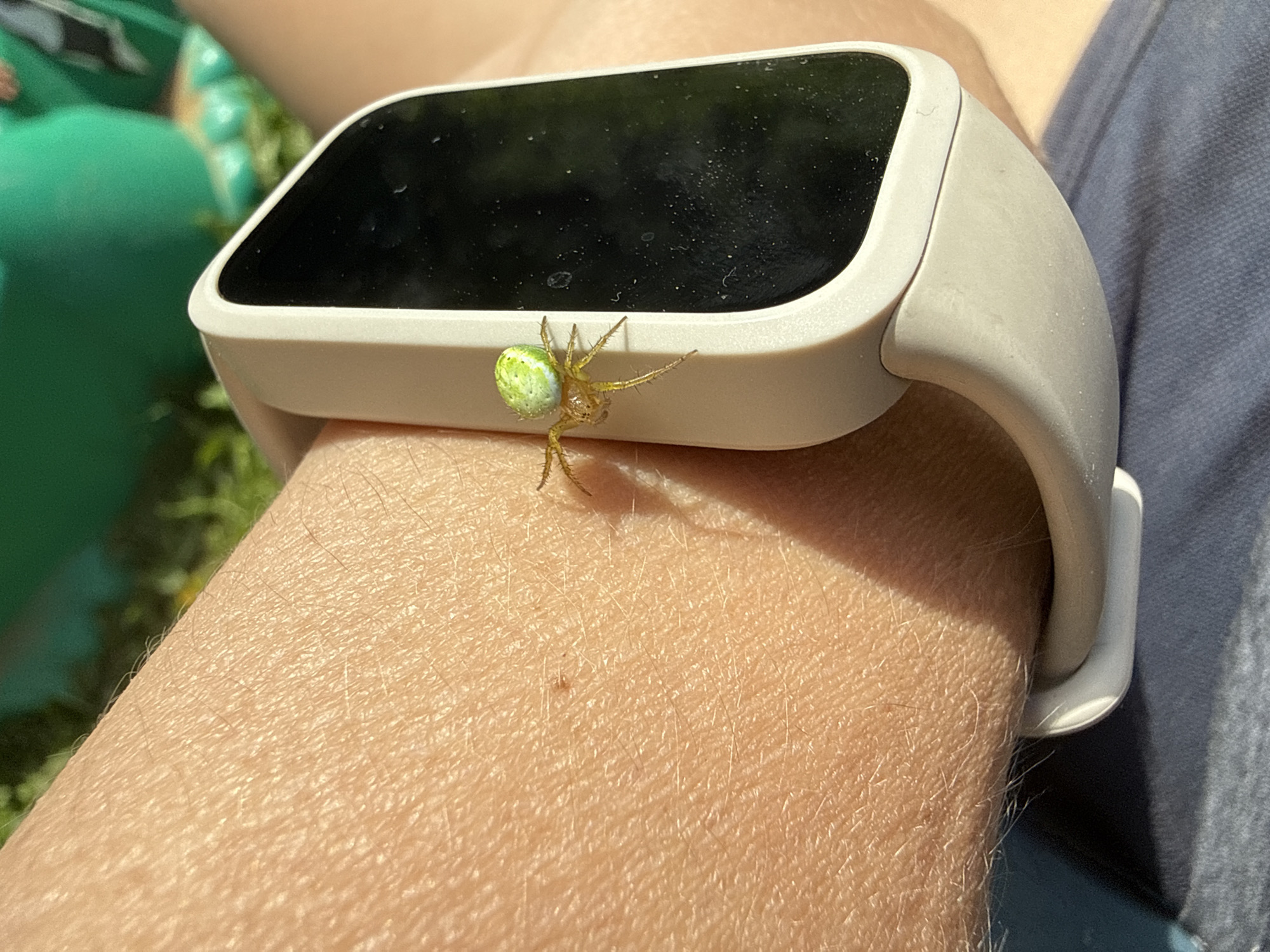 A small, bright green spider with yellow legs is perched on the bezel of a white smartwatch worn on a person's arm. The smartwatch has a black screen. The arm is covered in fine hairs and is illuminated by bright sunlight, casting a shadow. The background is blurred, showing hints of green grass and possibly a green object. The image was taken outdoors on a sunny day, likely in a natural setting given the grass. The location is identified as Дзержинец-83 Снт, Russia.