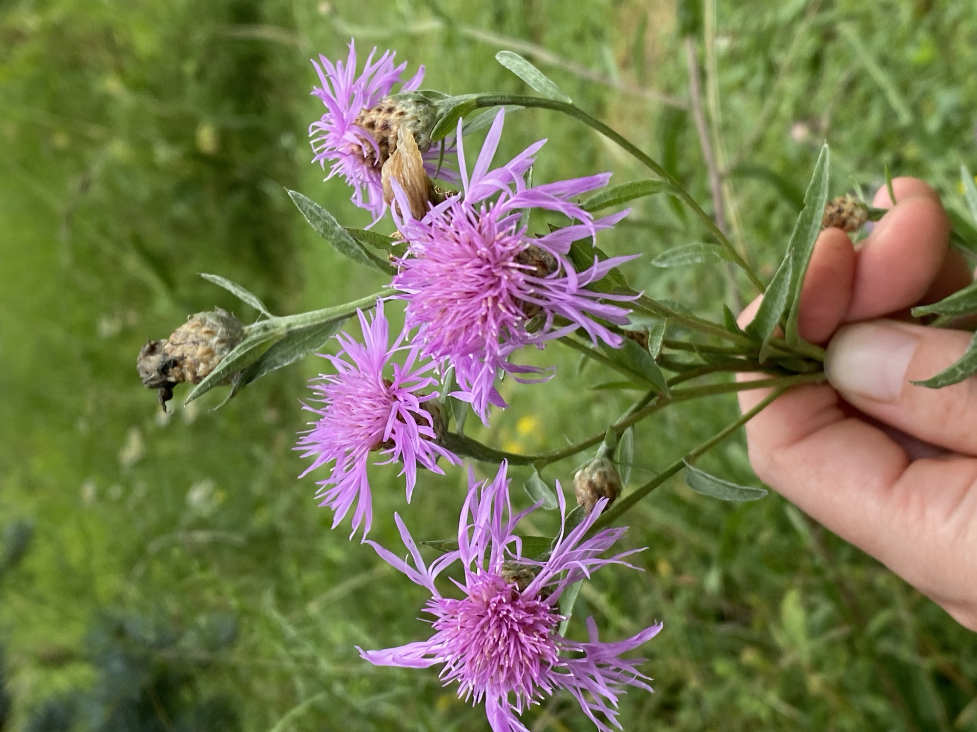 In Town of Princetown, United States of America, a hand is holding a small cluster of purple flowers with thin, spiky petals. The flowers are in various stages of bloom, with some appearing fully open and others still developing. The background is a blur of green foliage, suggesting an outdoor setting, possibly a meadow or garden. The lighting is natural and diffused, indicating it is daytime. A small insect is visible on one of the flower buds.