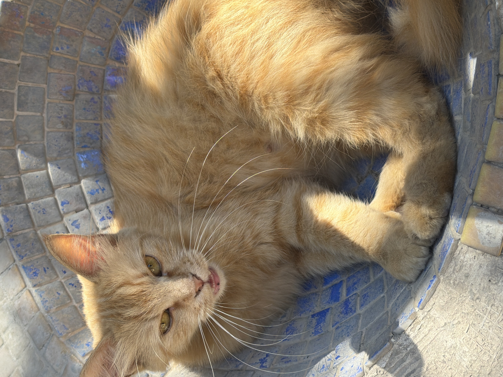 An orange cat is lying in a mosaic tiled bowl. The cat has yellow eyes and appears to be relaxed. The bowl is white and blue. The background is out of focus. This image was taken in Tashkent, Uzbekistan.