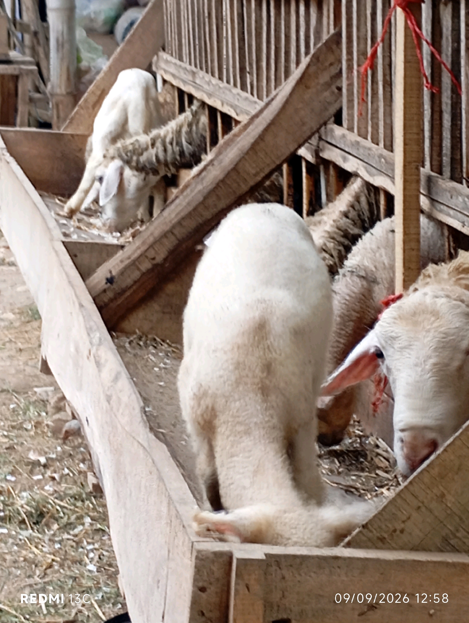 In the city of Ambulu, Indonesia, on September 9, 2026, at 12:58 PM, several sheep are gathered around a wooden trough in an outdoor enclosure. The trough is filled with hay or feed, and some of the sheep are actively eating from it. The enclosure appears to be made of wood, with vertical slats forming a fence. One sheep, predominantly white, is facing away from the camera with its head down in the trough. To its right, another sheep, also white, is partially visible and also appears to be eating. Further back, another white sheep is seen with its head down in the trough. The ground around the trough is covered with dirt and scattered hay. The lighting suggests it is daytime, with soft shadows. The image is a close-up shot, focusing on the sheep and the feeding trough. The text "REDMI 13C" and the date/time stamp are visible in the lower portion of the image.