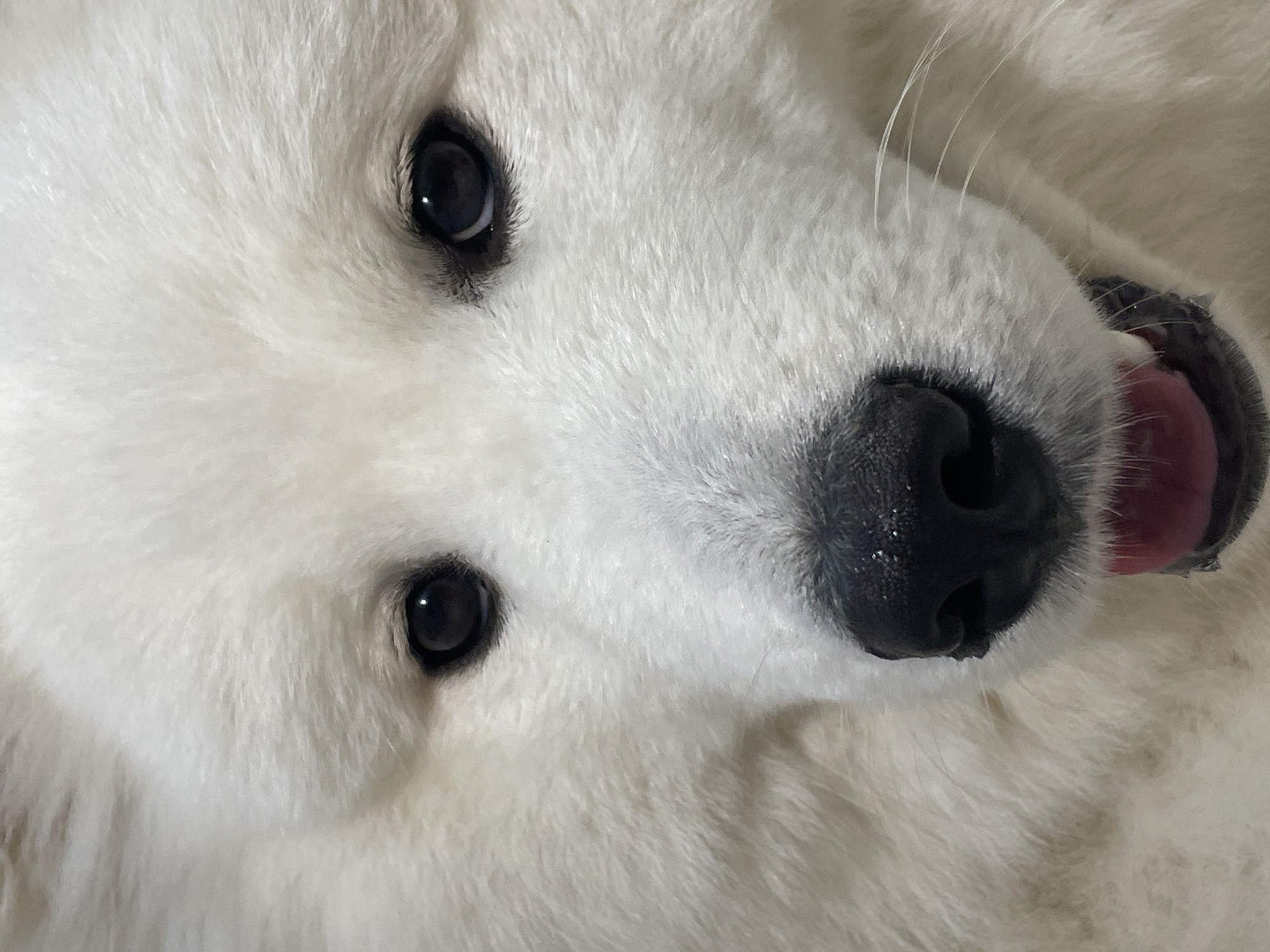 The image presents a close-up, frontal portrait of a white-furred canine, likely a large Spitz-type breed. Its two dark, almond-shaped eyes are symmetrically positioned, each displaying a small specular highlight. A prominent, black, and moist-appearing nose is centered below the eyes. The subject's mouth is slightly open, revealing a portion of a pink tongue in the lower right area of the frame. Multiple white whiskers extend from the muzzle region. The environment consists solely of a uniformly blurred, light-toned background, offering no specific locational identifiers. The location is therefore described as Unknown, Unknown. Lighting is soft and frontal, accentuating the fur's texture and facial contours.