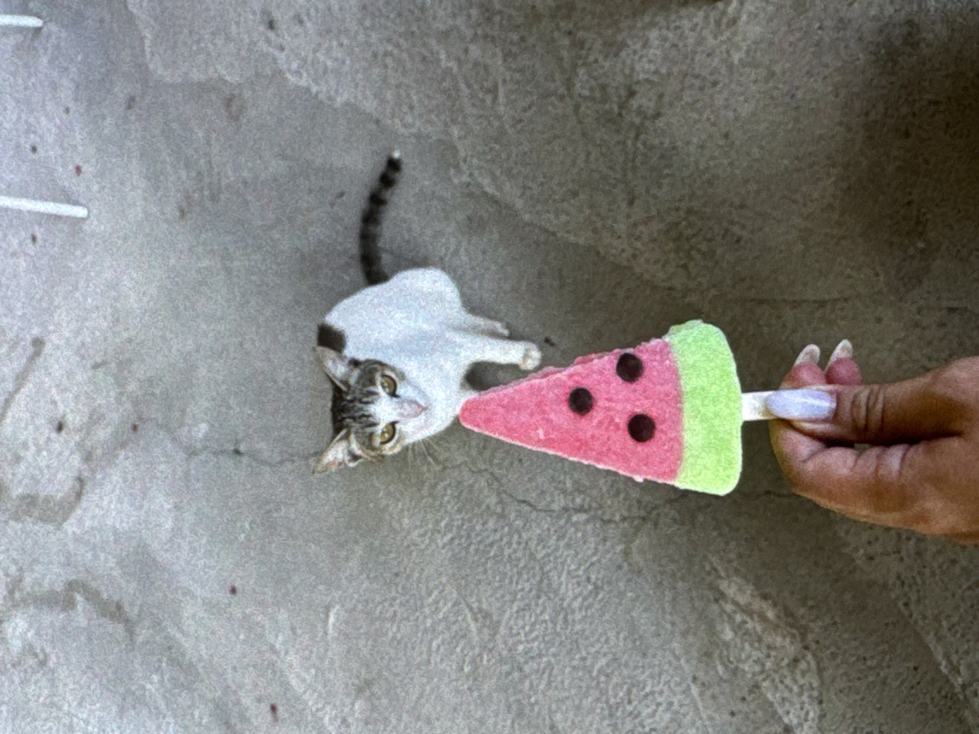 A high-angle shot shows a light-colored cat sniffing a foam watermelon popsicle held by a human hand in the city of Unknown, Unknown. The cat is gray and white. The popsicle is pink with green rind and black dots for seeds and attached to a white stick. The human hand has long, manicured fingernails. The scene is set on gray pavement.