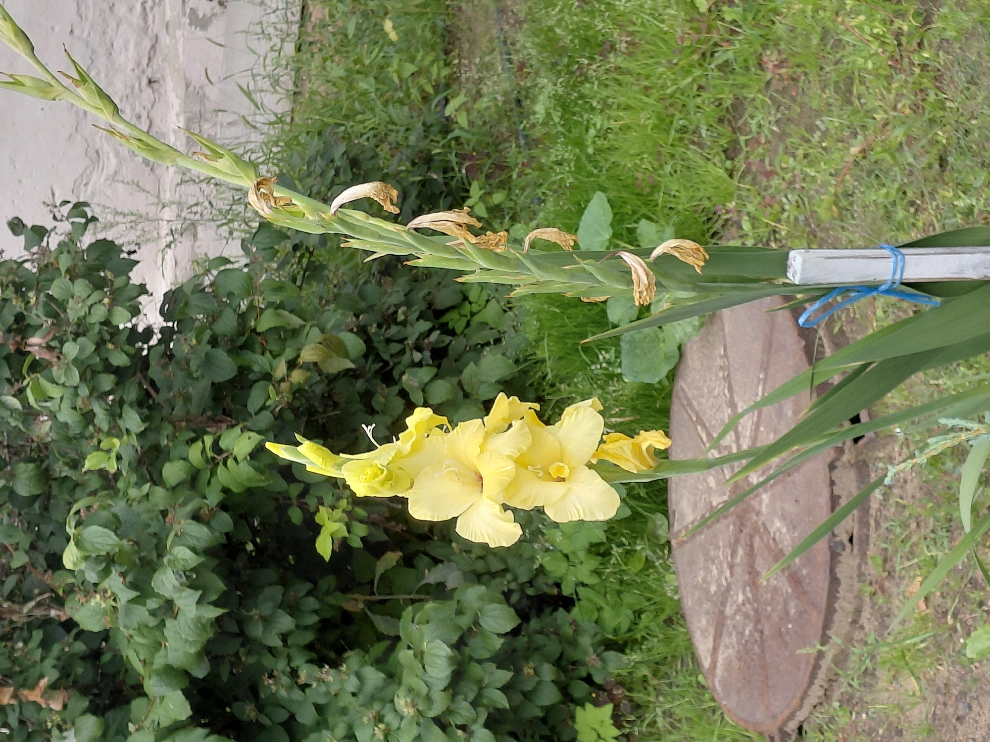 The image shows a close-up of two yellow gladiolus flowers in bloom, with one fully open and the other partially open, alongside a stalk of gladiolus with faded and dried flowers. The flowers are set against a backdrop of green foliage, grass, and a textured grey wall. In the foreground, a circular metal manhole cover is visible. A white stake with a blue ribbon tied around it is supporting the stalk of gladiolus. The scene appears to be outdoors in a garden or yard setting, likely in the city of Zhukovsky, Russia. There are no people present in the image.