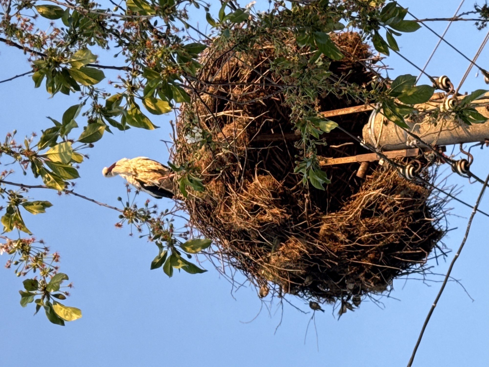 A bird stands on a branch near a large nest on a utility pole in Septemvri, Bulgaria. The nest, constructed of twigs and other materials, is situated within the structure of the pole. The bird is perched on a branch of a tree that is partially obscuring the nest. The sky is blue.
