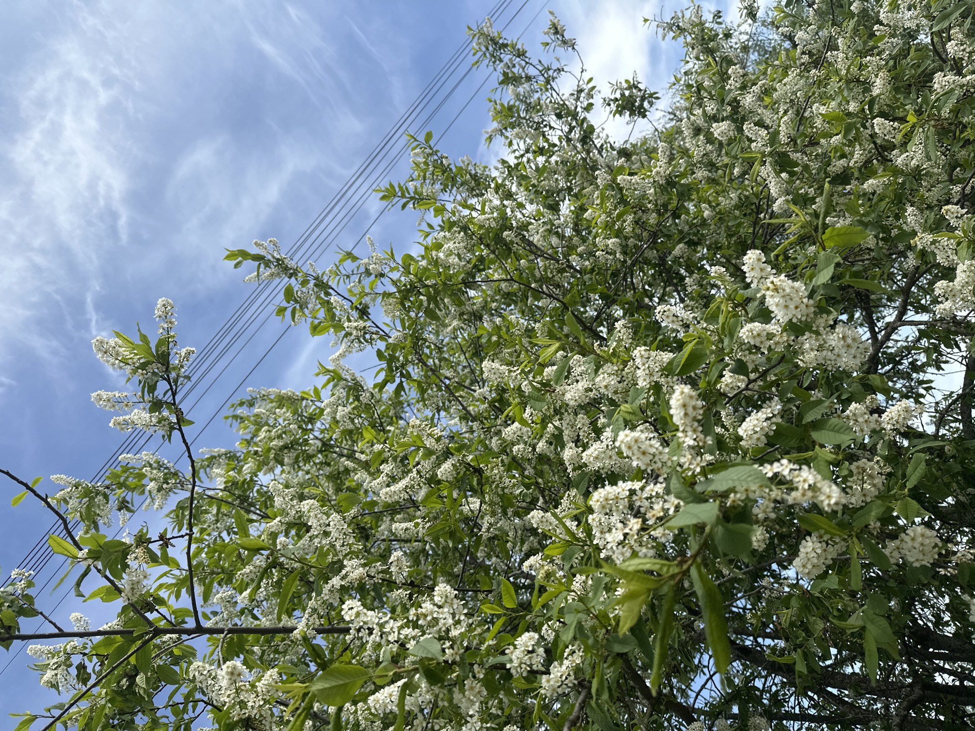 The image shows a tree heavily laden with white blossoms, positioned against a backdrop of a blue sky streaked with wispy clouds. Power lines run diagonally across the upper left portion of the frame, intersecting the branches of the tree. The leaves are green and interspersed among the clusters of white flowers. The location is unspecified within Kharnavy, Russia. No people are visible. The focus is on the natural elements and utility infrastructure present.